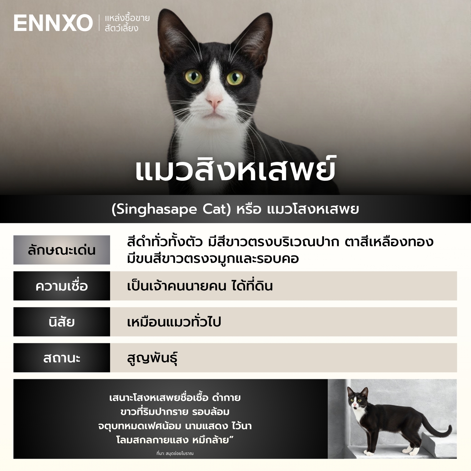 รู้จักแมวสิงหเสพย์ แมวไทย