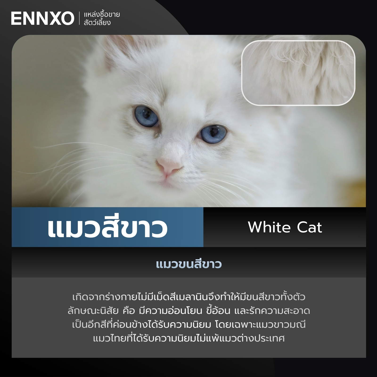 แมวสีขาว White Cat