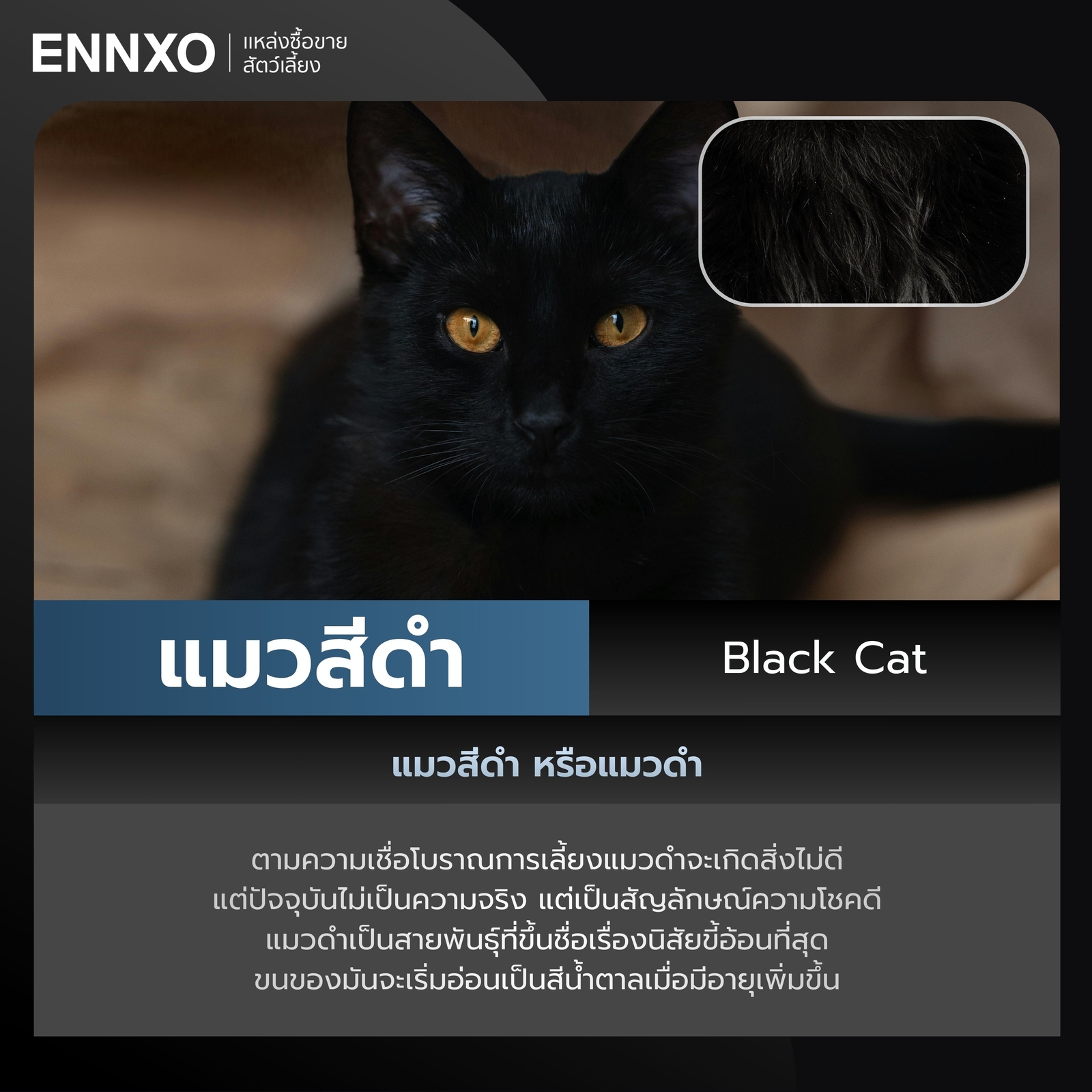 แมวสีดำ Black Cat