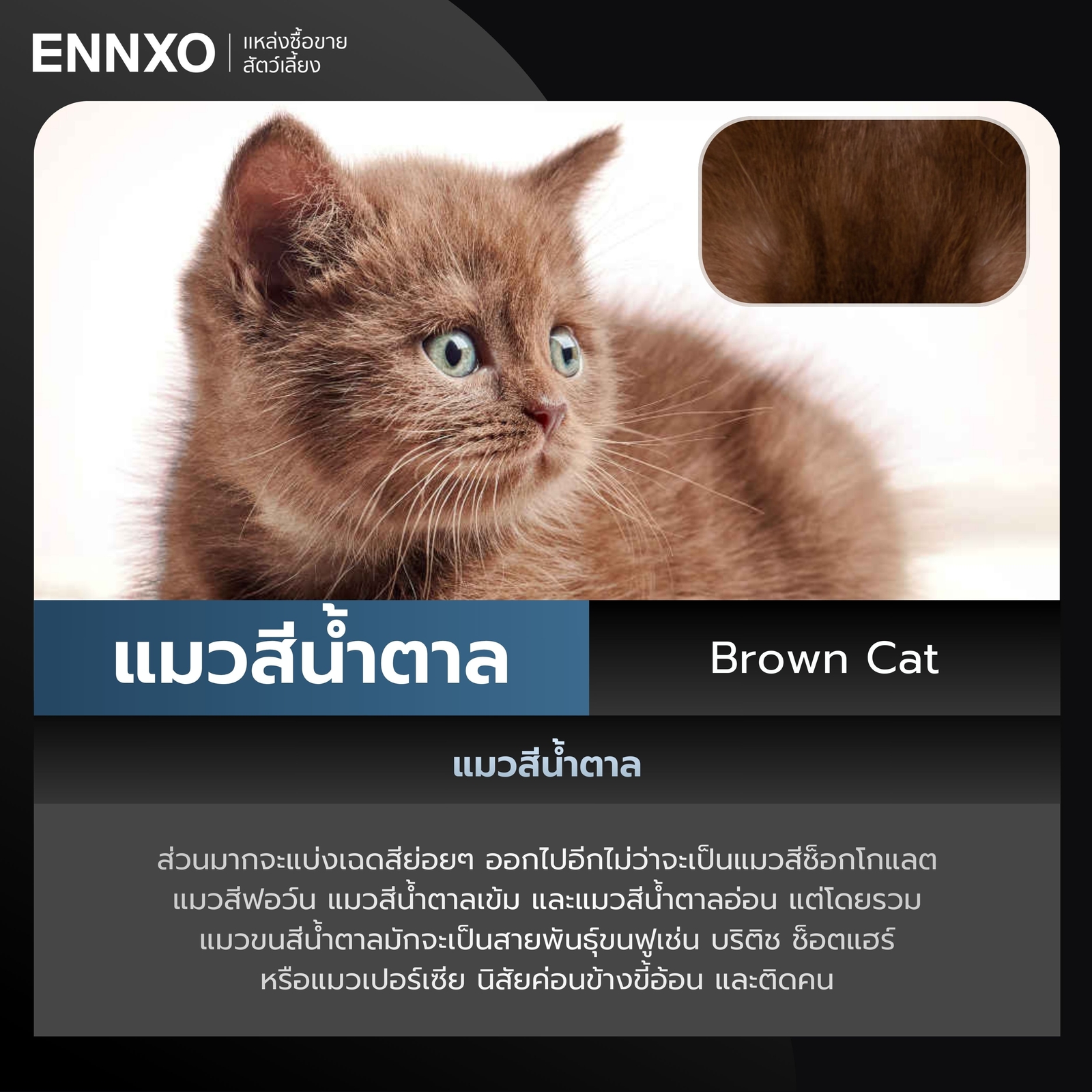 แมวสีน้ำตาล Brown Cat