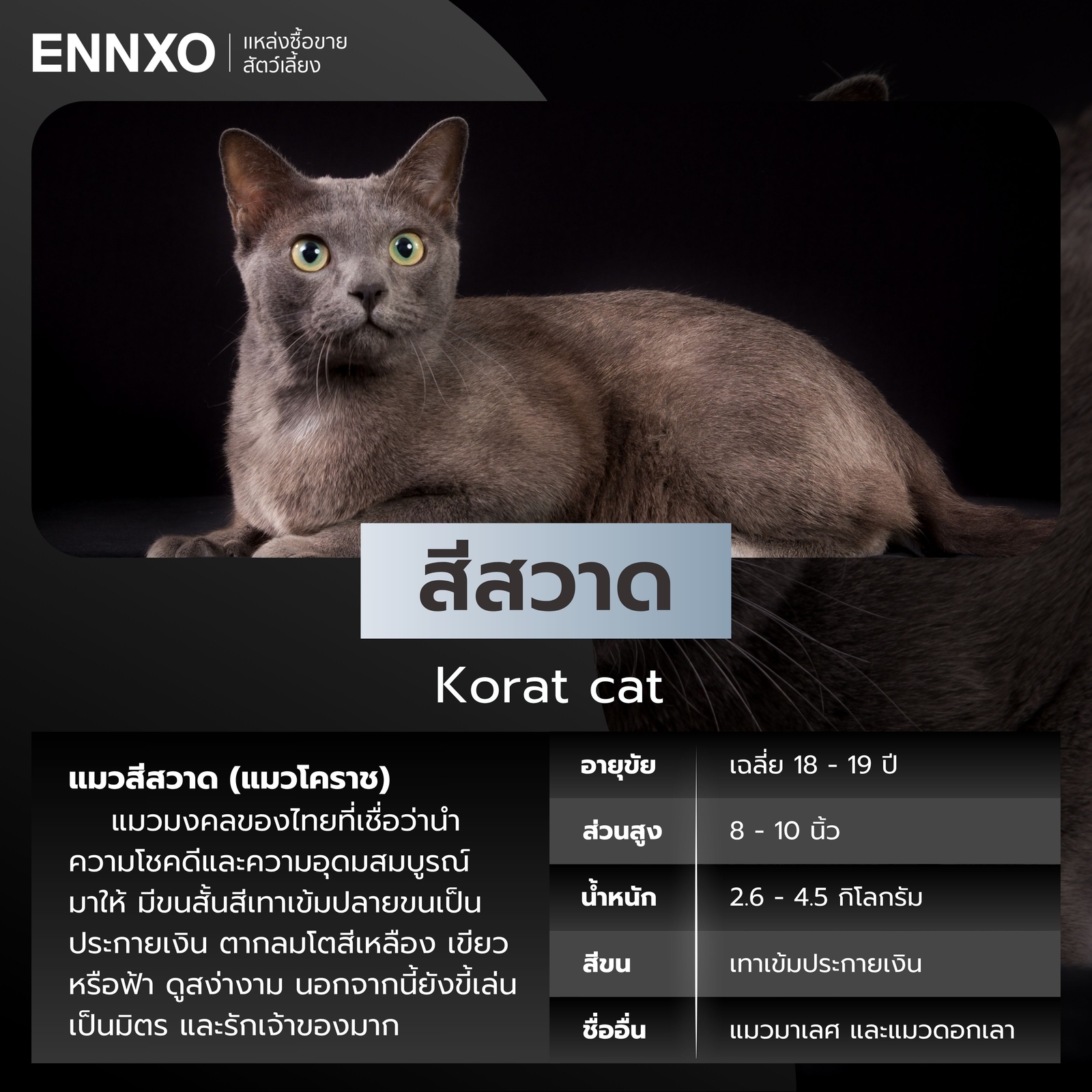 แมวสีเทา แมวโคราช