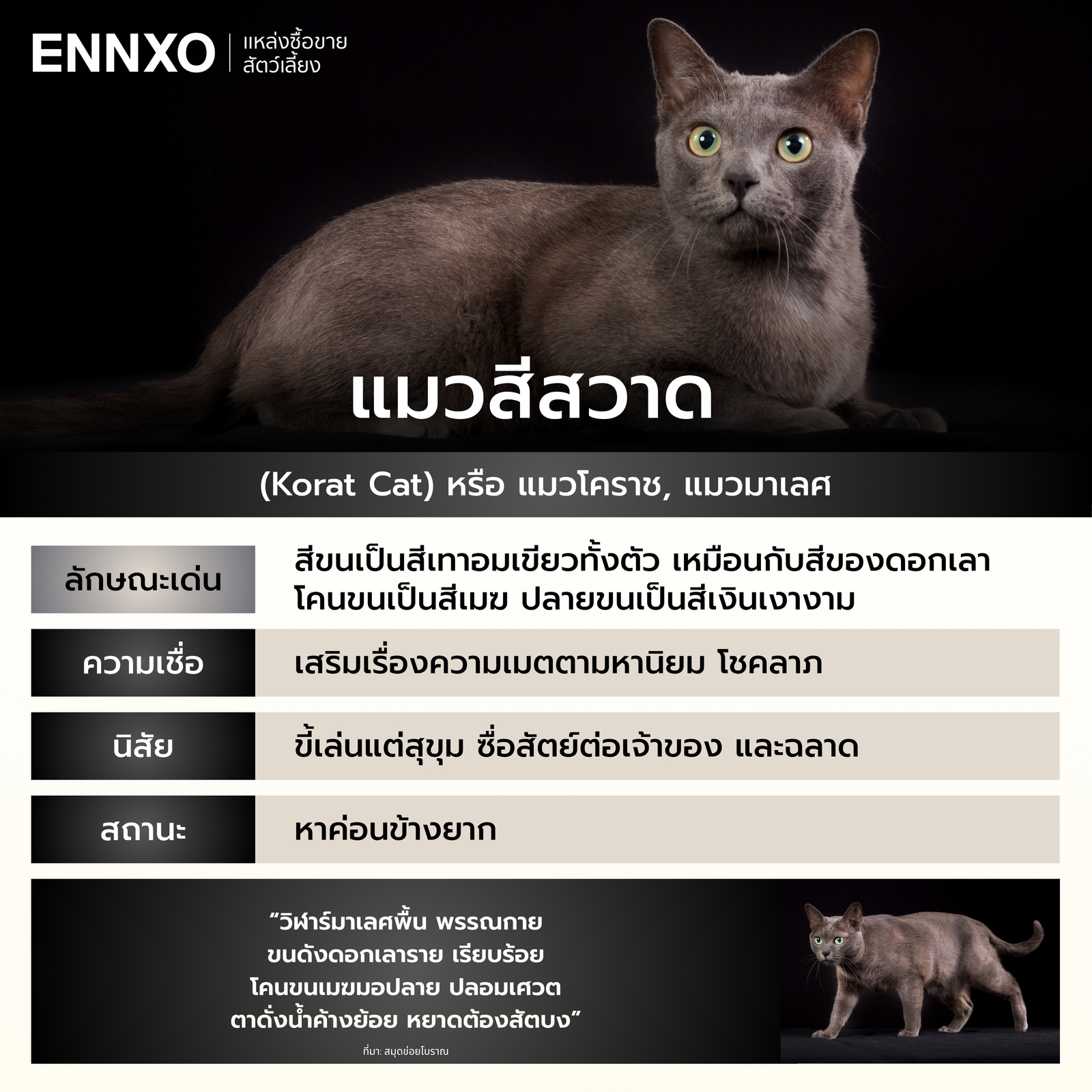 รู้จักแมวสีสวาด แมวไทย