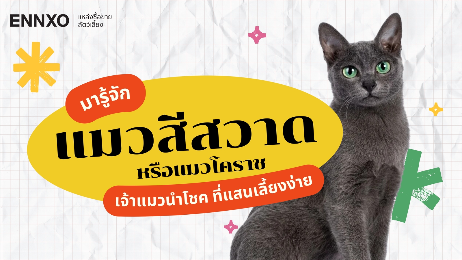 ประวัติแมวสีสวาดนำโชค หรือแมวโคราช (Korat) มีนิสัยและลักษณะอย่างไร 