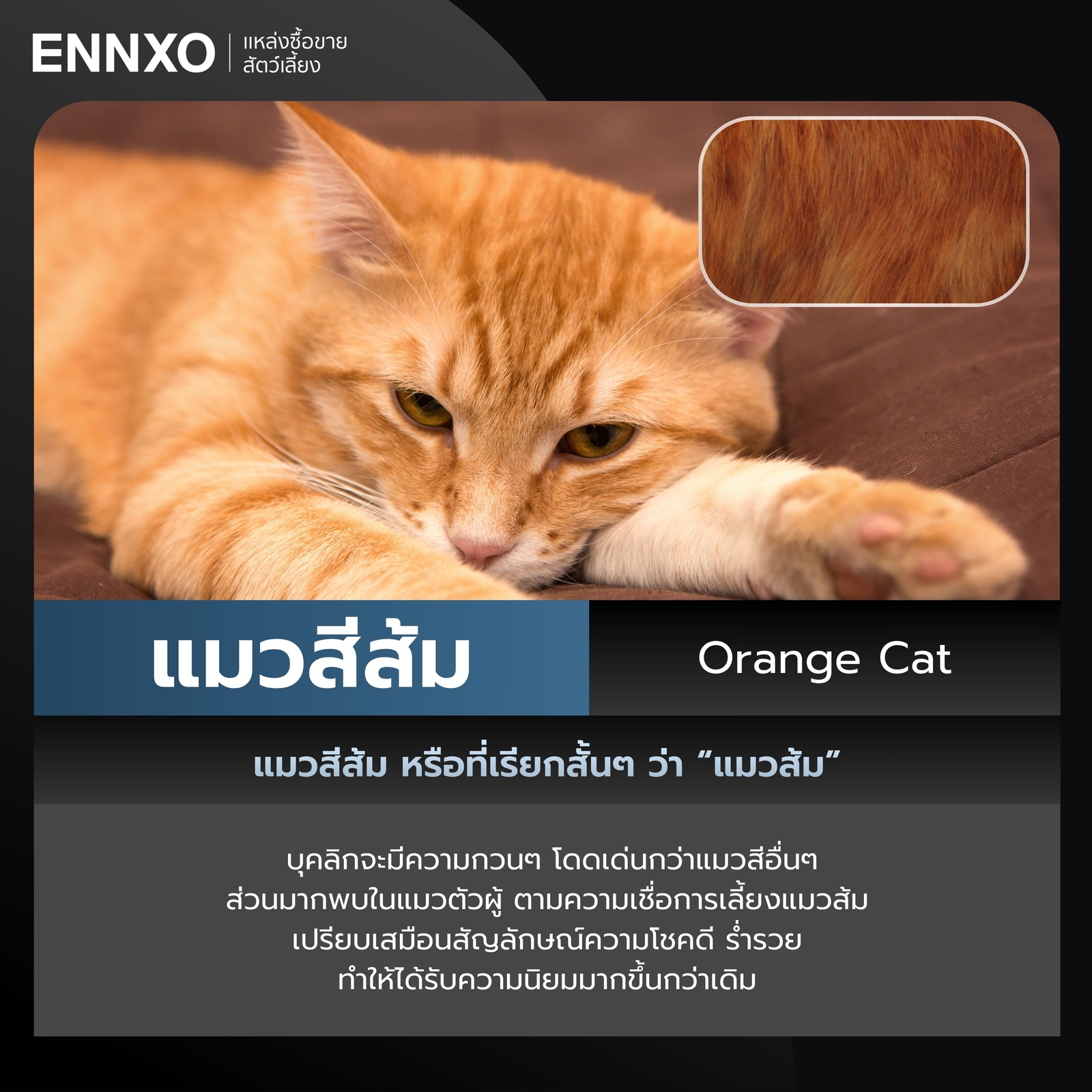 แมวสีส้ม Orange Cat