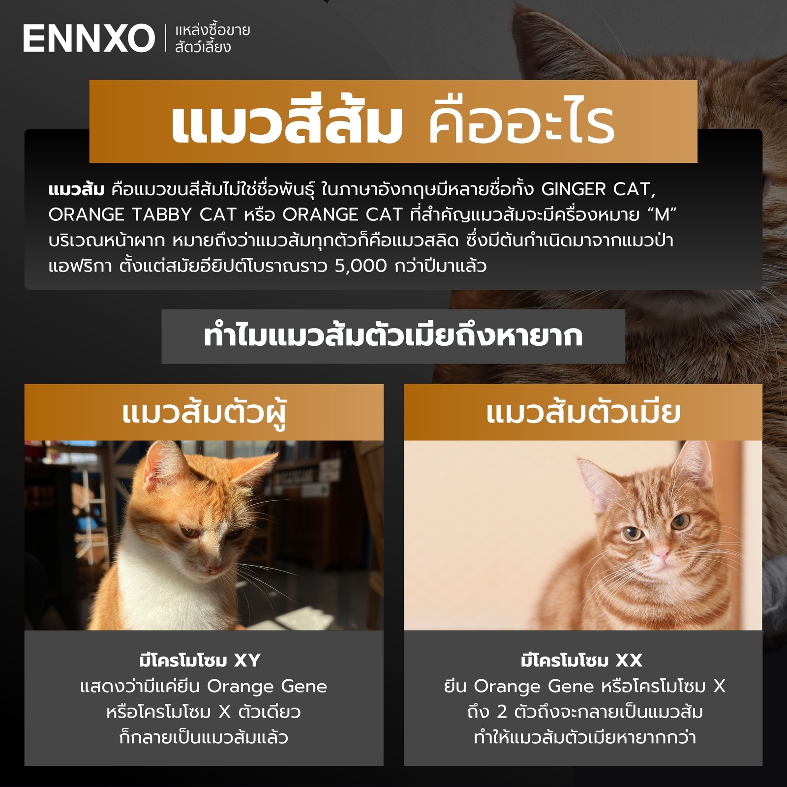 แมวสีส้ม-ความหมาย-มงคลไหม