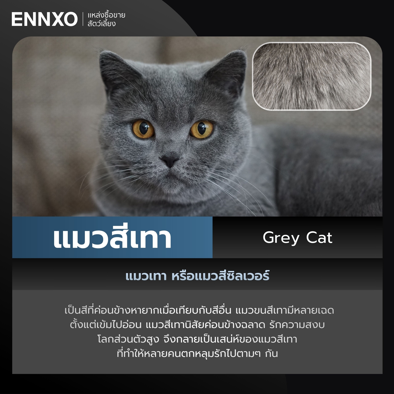 แมวสีเทา Grey Cat