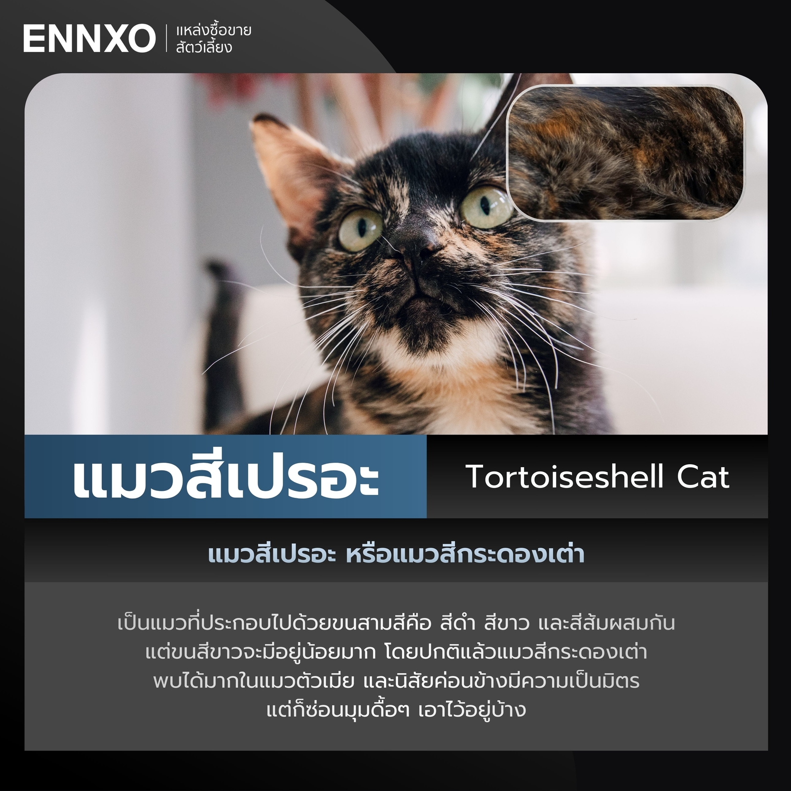 แมวสีเปรอะ Tortoiseshell Cat