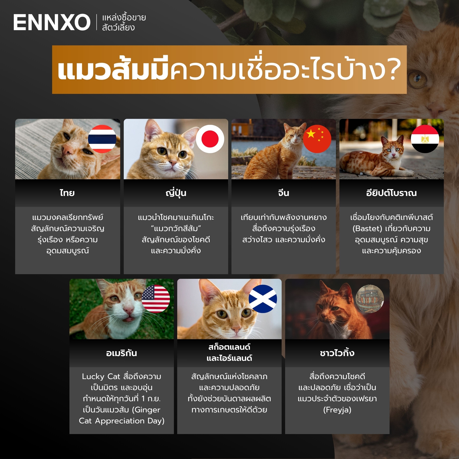 แมวส้ม-ความเชื่อนําโชคต่างๆ