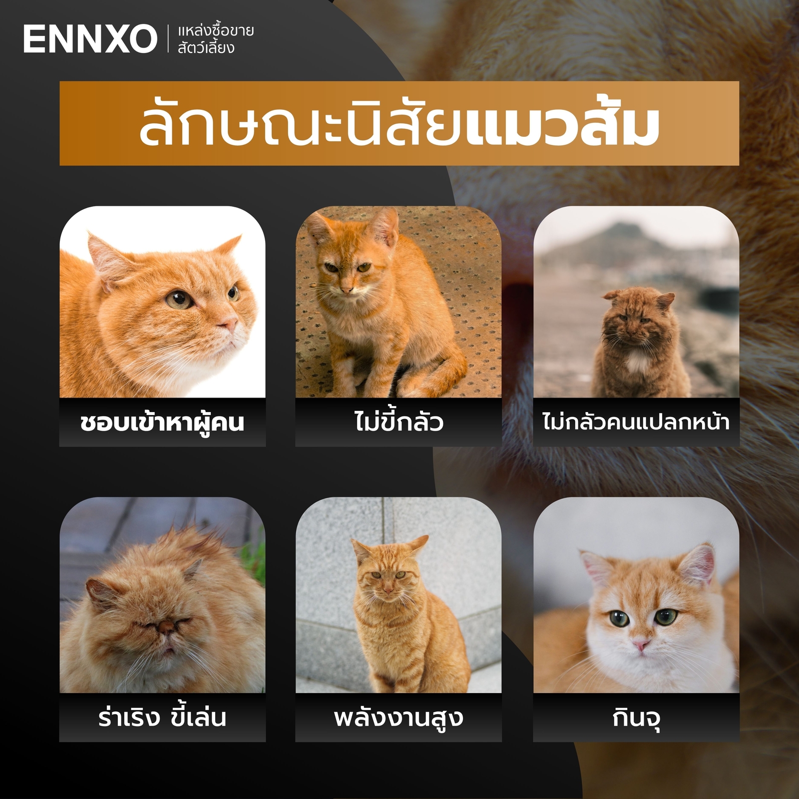 แมวส้ม-นิสัยยังไง