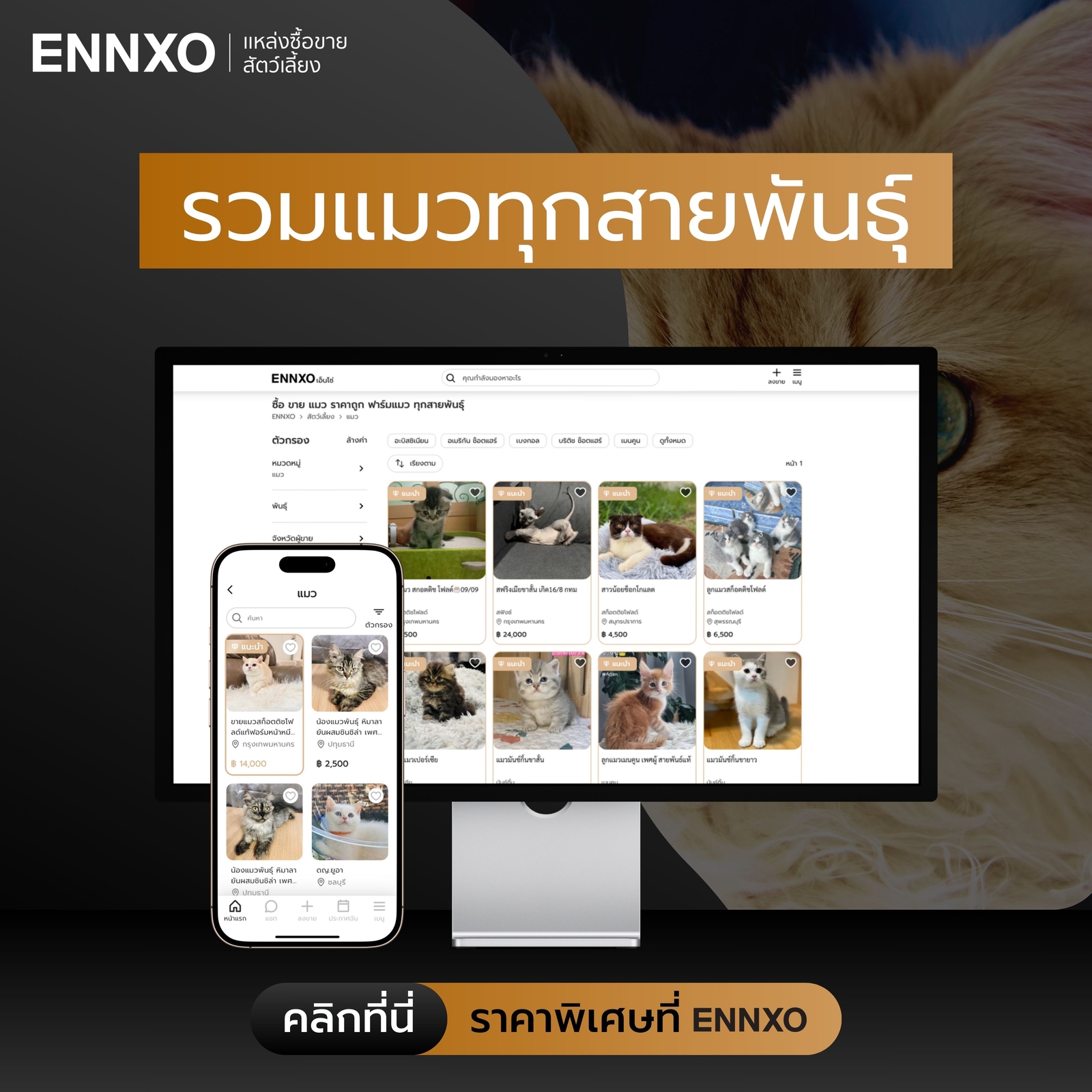 แมวส้ม-ลูกแมวส้ม-ราคาถูก-ทุกพันธุ์