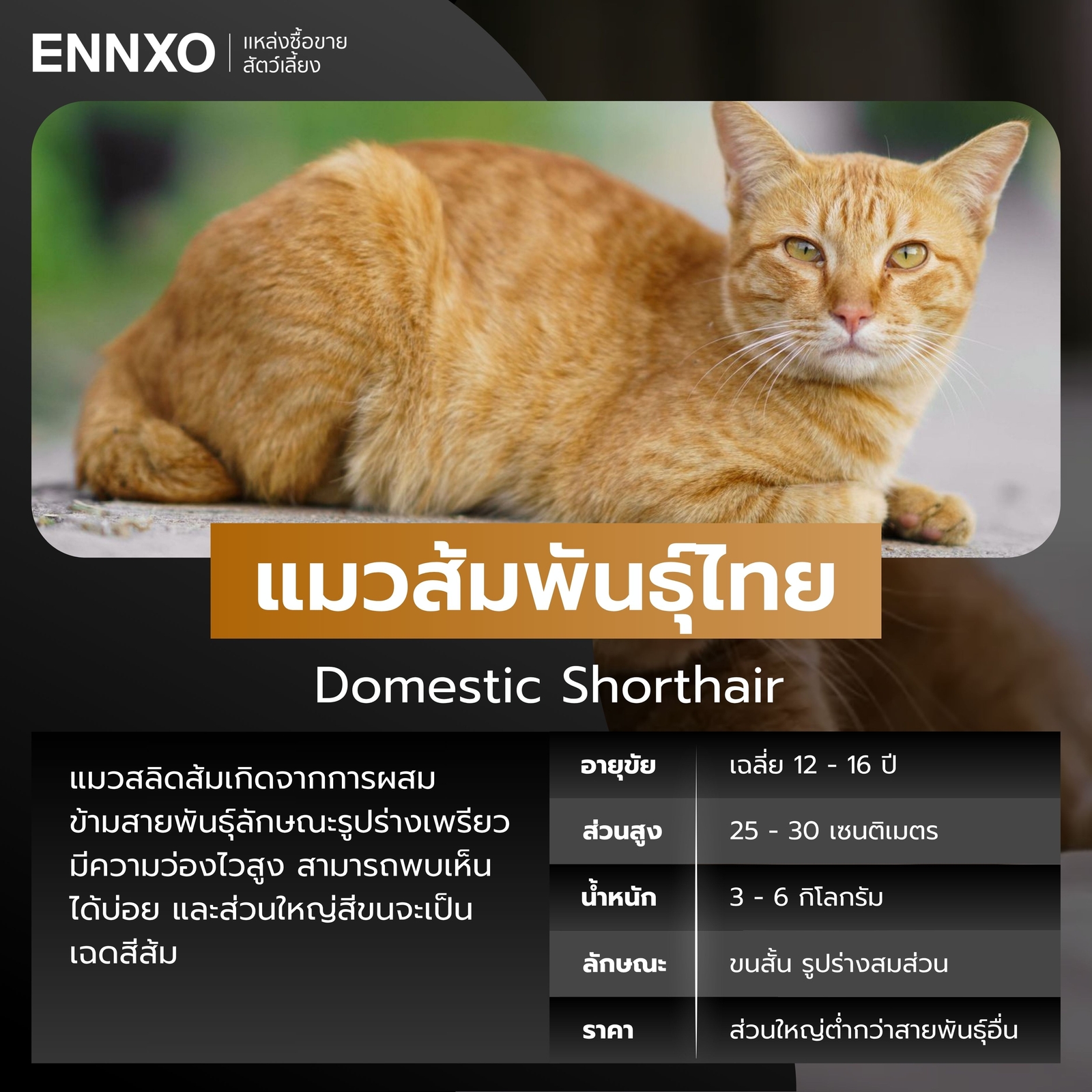 แมวส้มพันธุ์ไทย