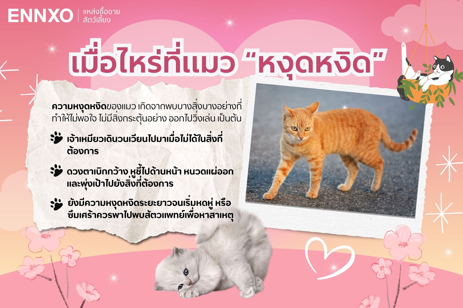 อาการแมวหงุดหงิดเกิดจากอะไร