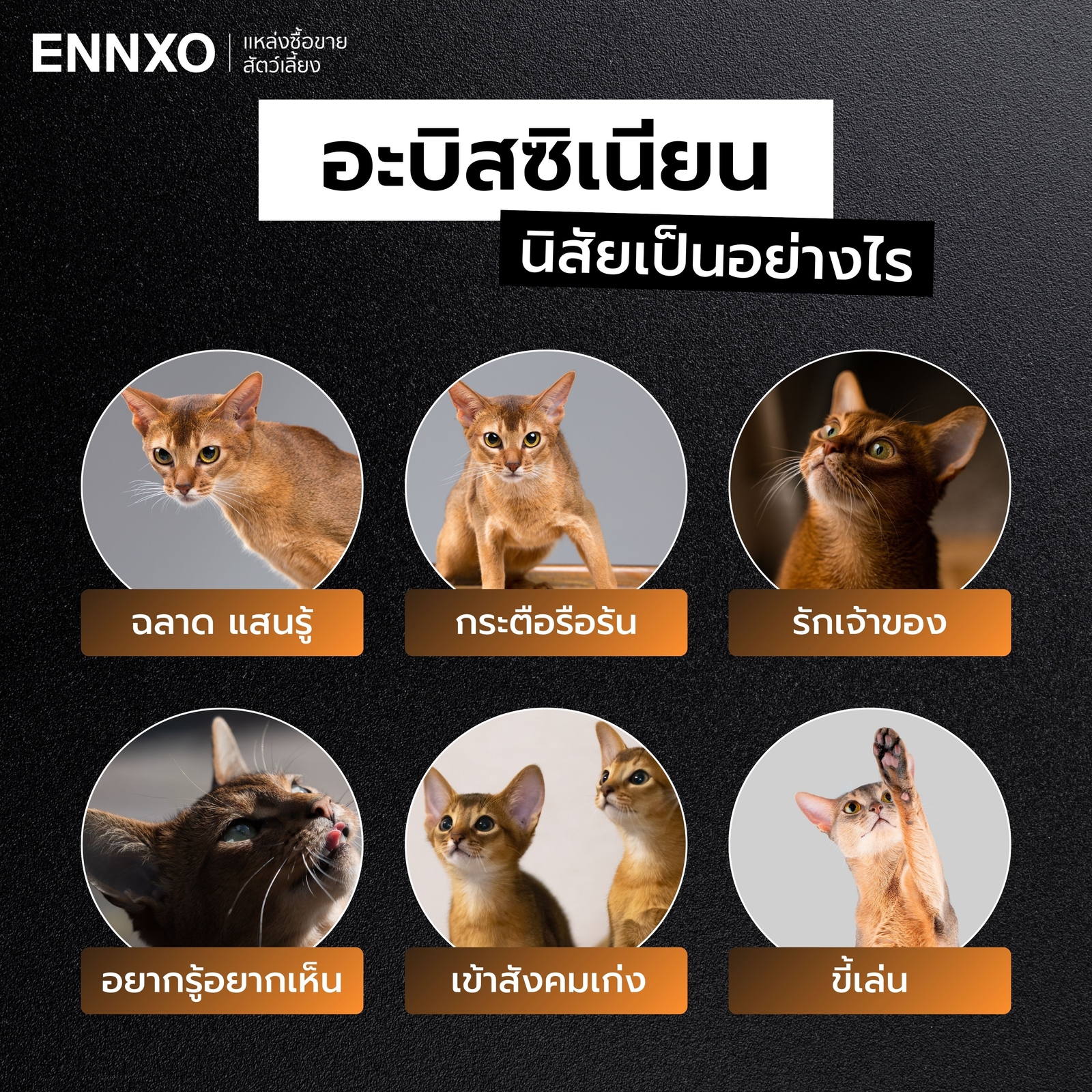 แมวอะบิสซิเนียน นิสัยยังไง