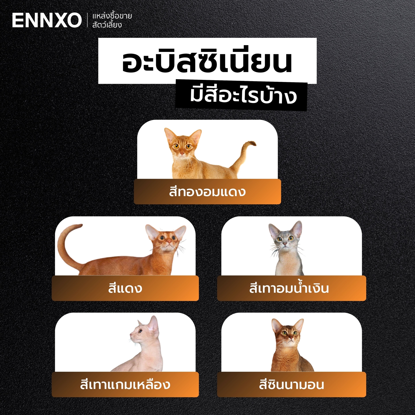 แมวอะบิสซิเนียน มีกี่สี