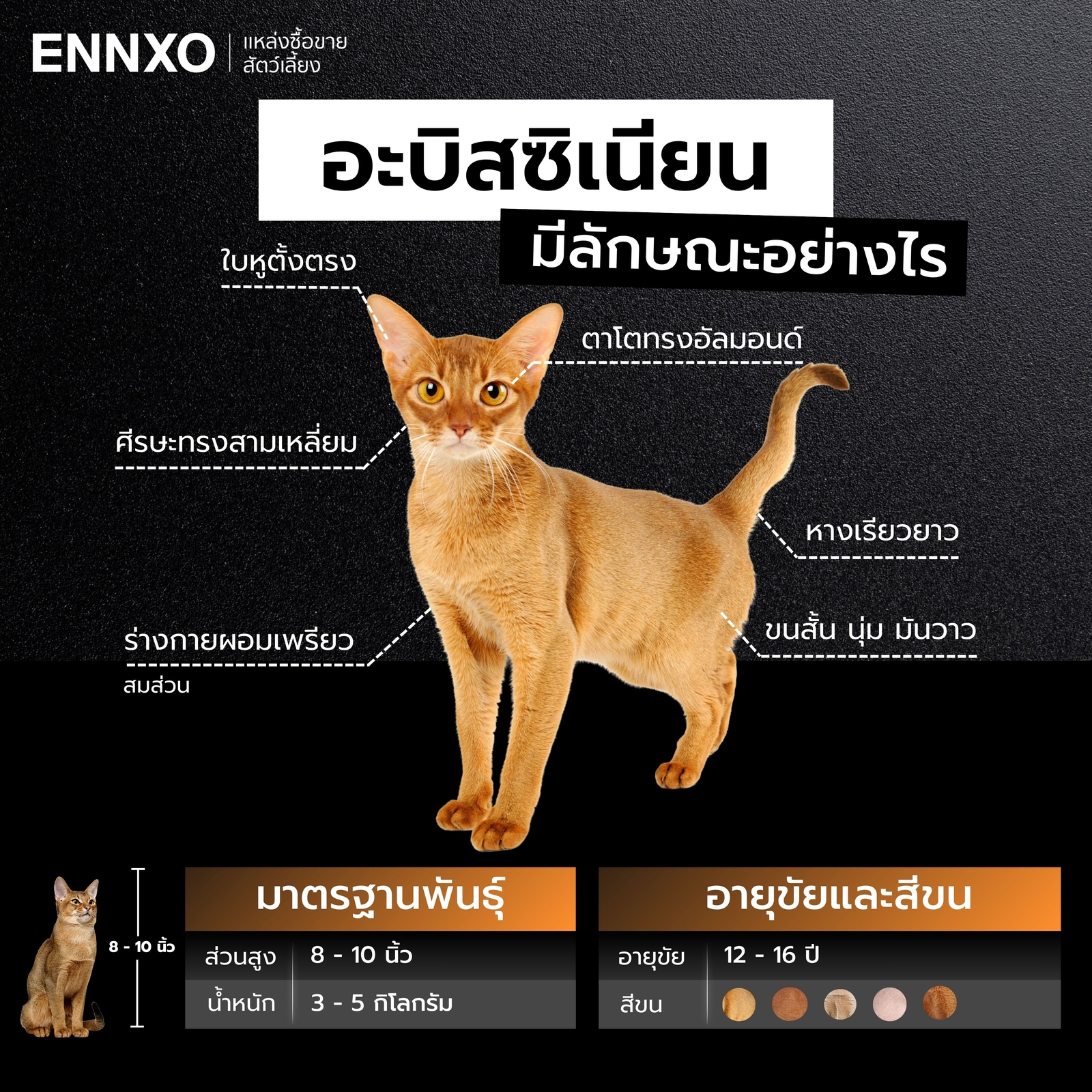 แมวอะบิสซิเนียน ลักษณะเป็นยังไง