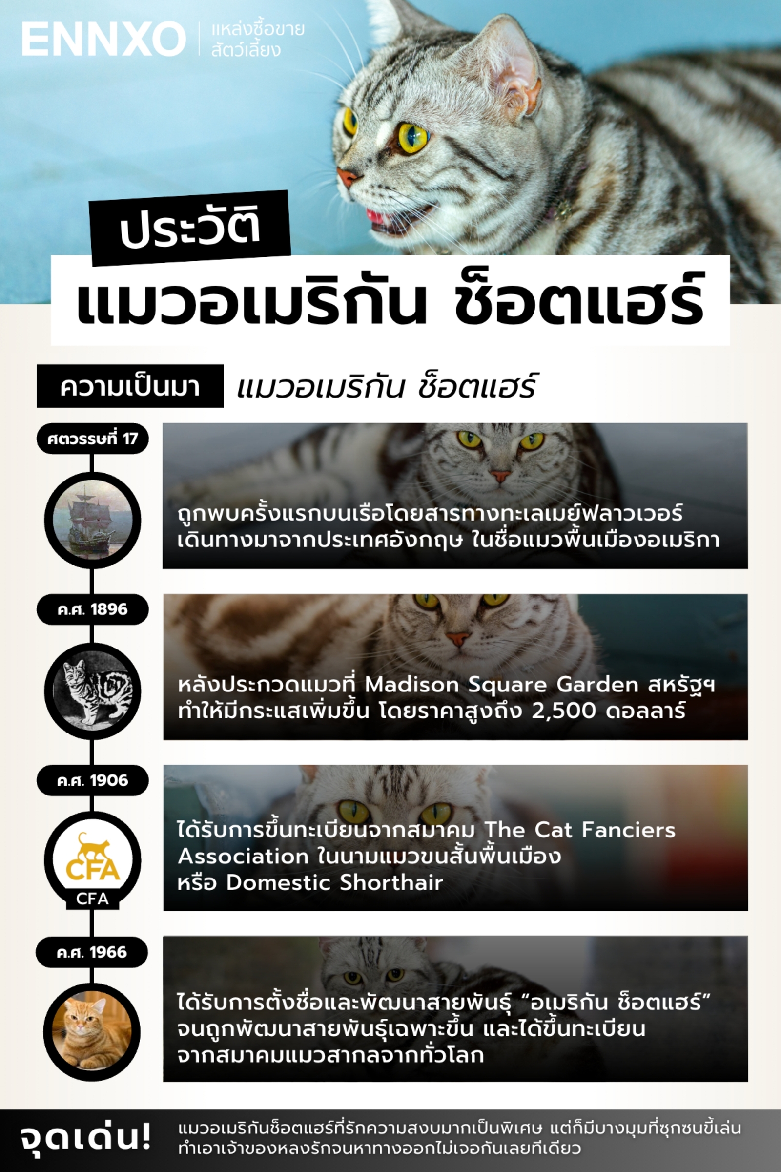 แมวอเมริกัน-ช็อตแฮร์-มาจากไหน-อยู่ได้กี่ปี