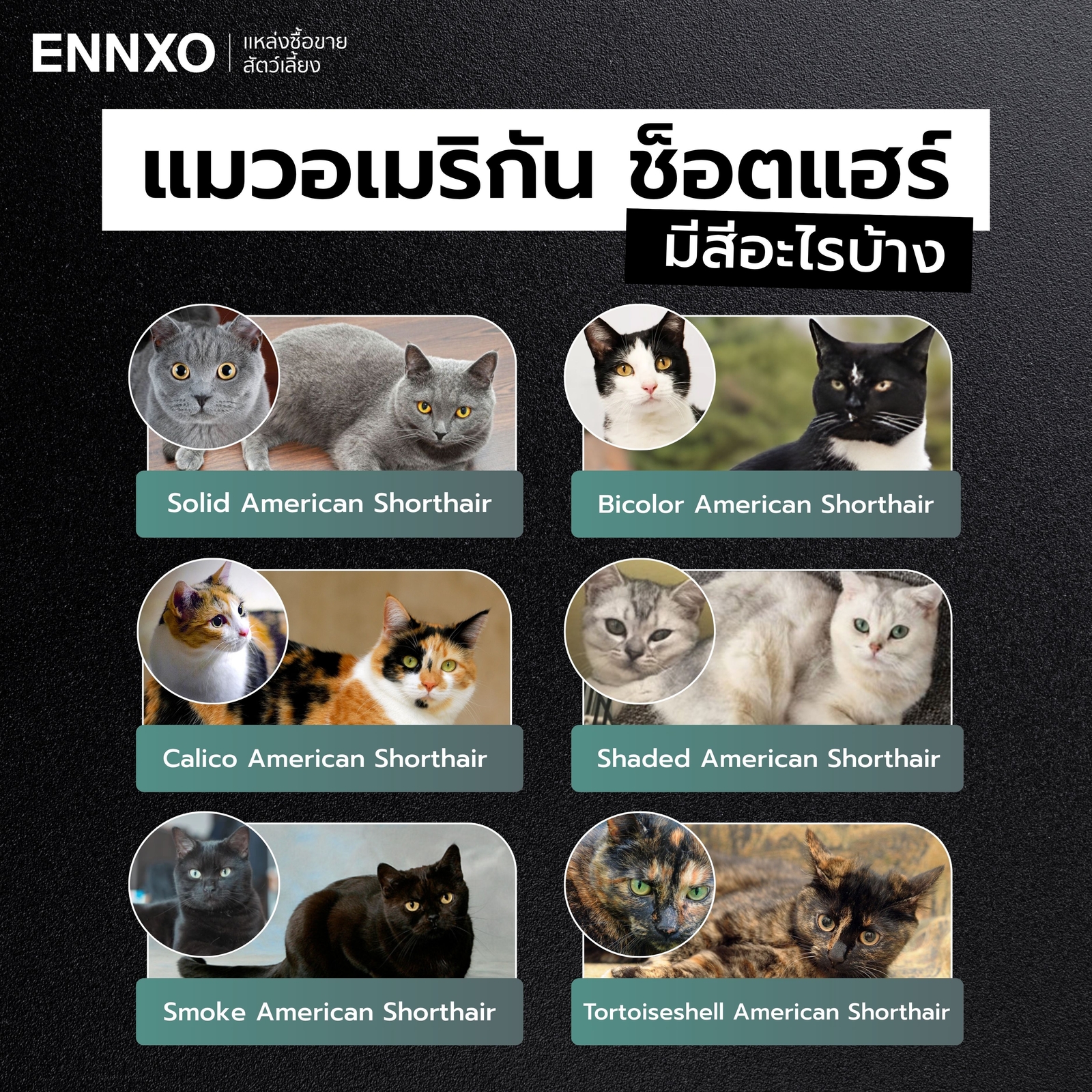 แมวอเมริกัน-ช็อตแฮร์-มีสีอะไรบ้าง