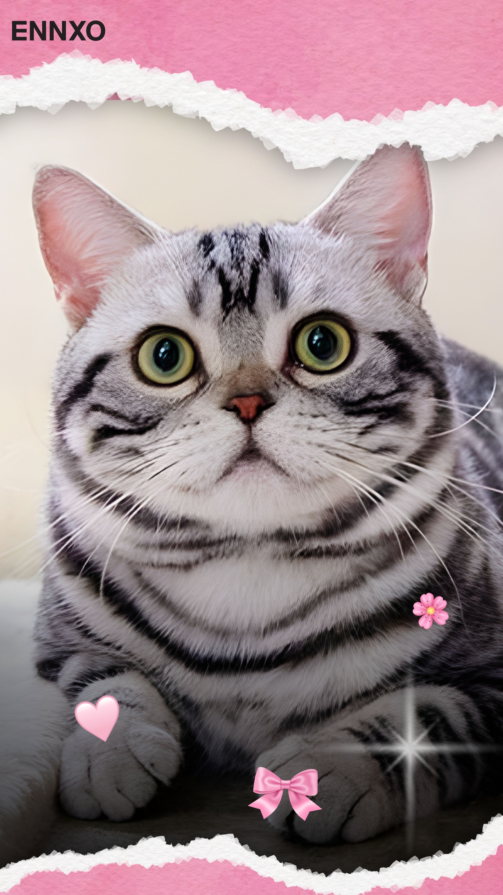 แมวอเมริกัน ช็อตแฮร์ รูปแมวน่ารัก วอลเปเปอร์โทรศัพท์