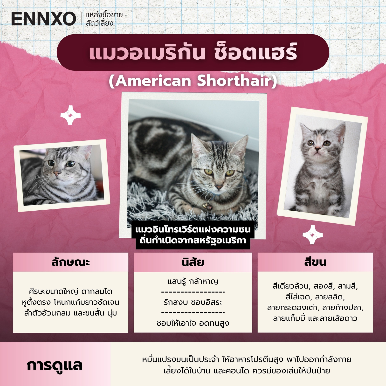 แมวอเมริกัน ช็อตแฮร์ ลายอะไร