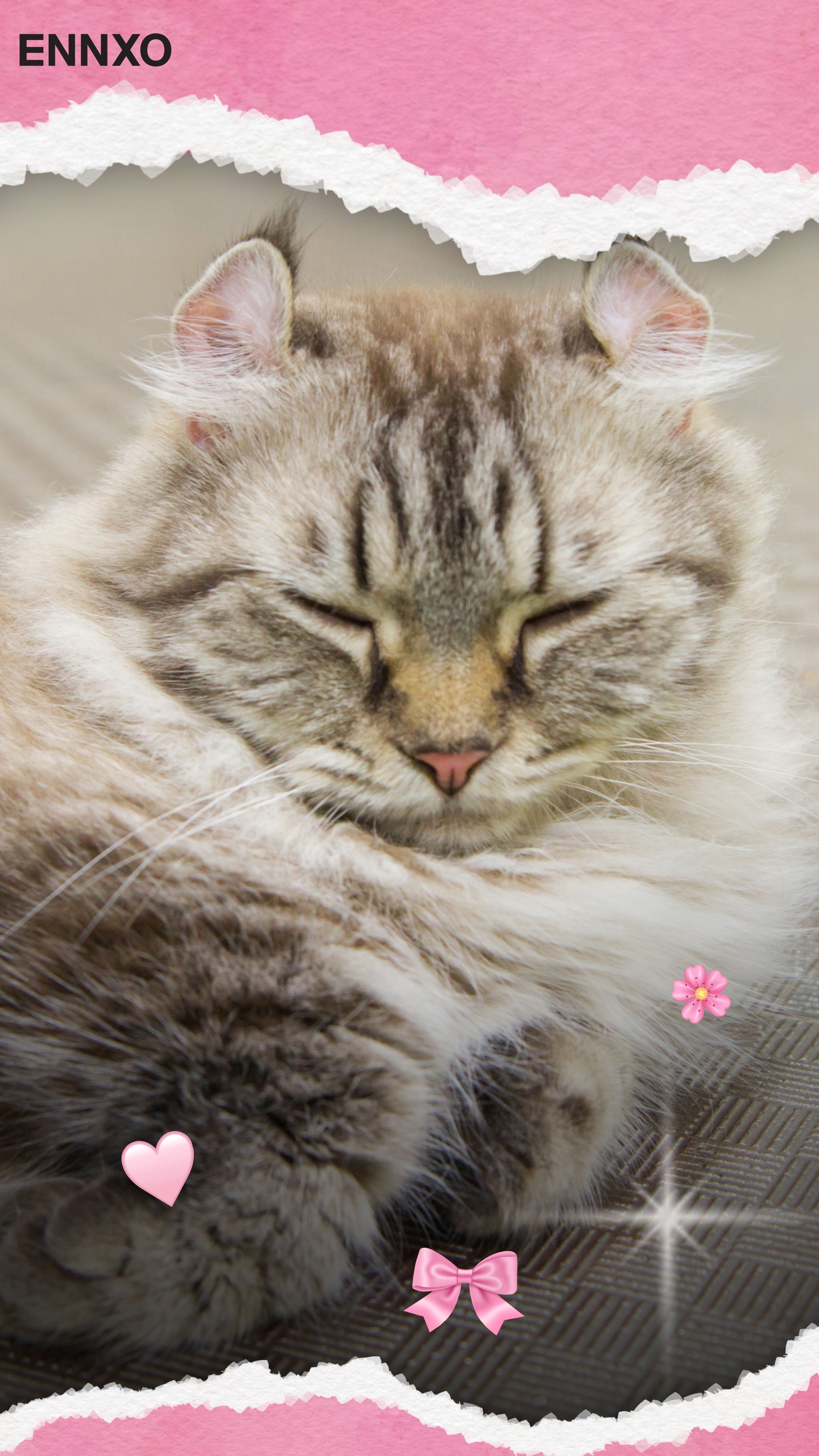 แมวอเมริกัน เคิร์ล รูปแมวน่ารัก วอลเปเปอร์โทรศัพท์