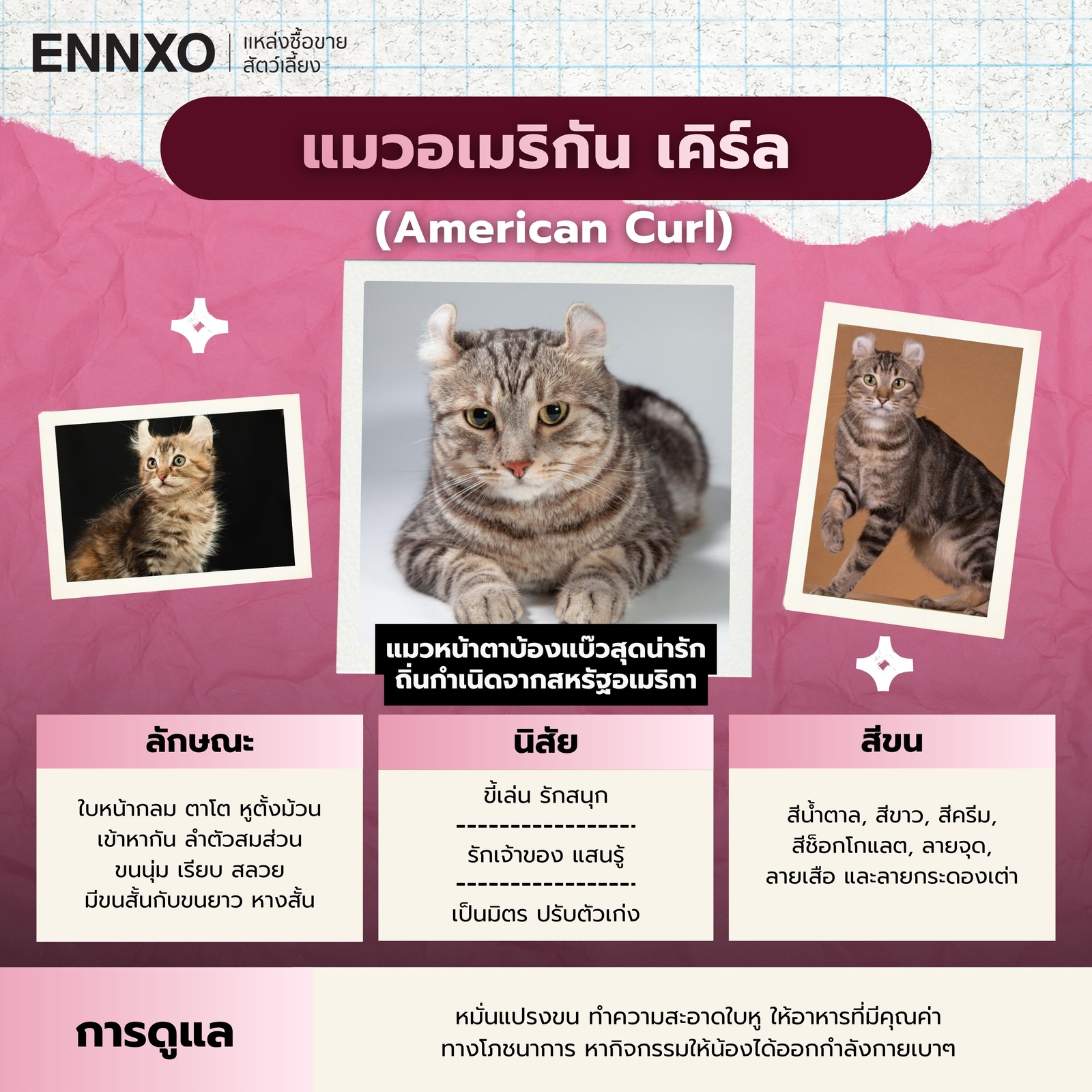 แมวอเมริกัน เคิร์ล นิสัย