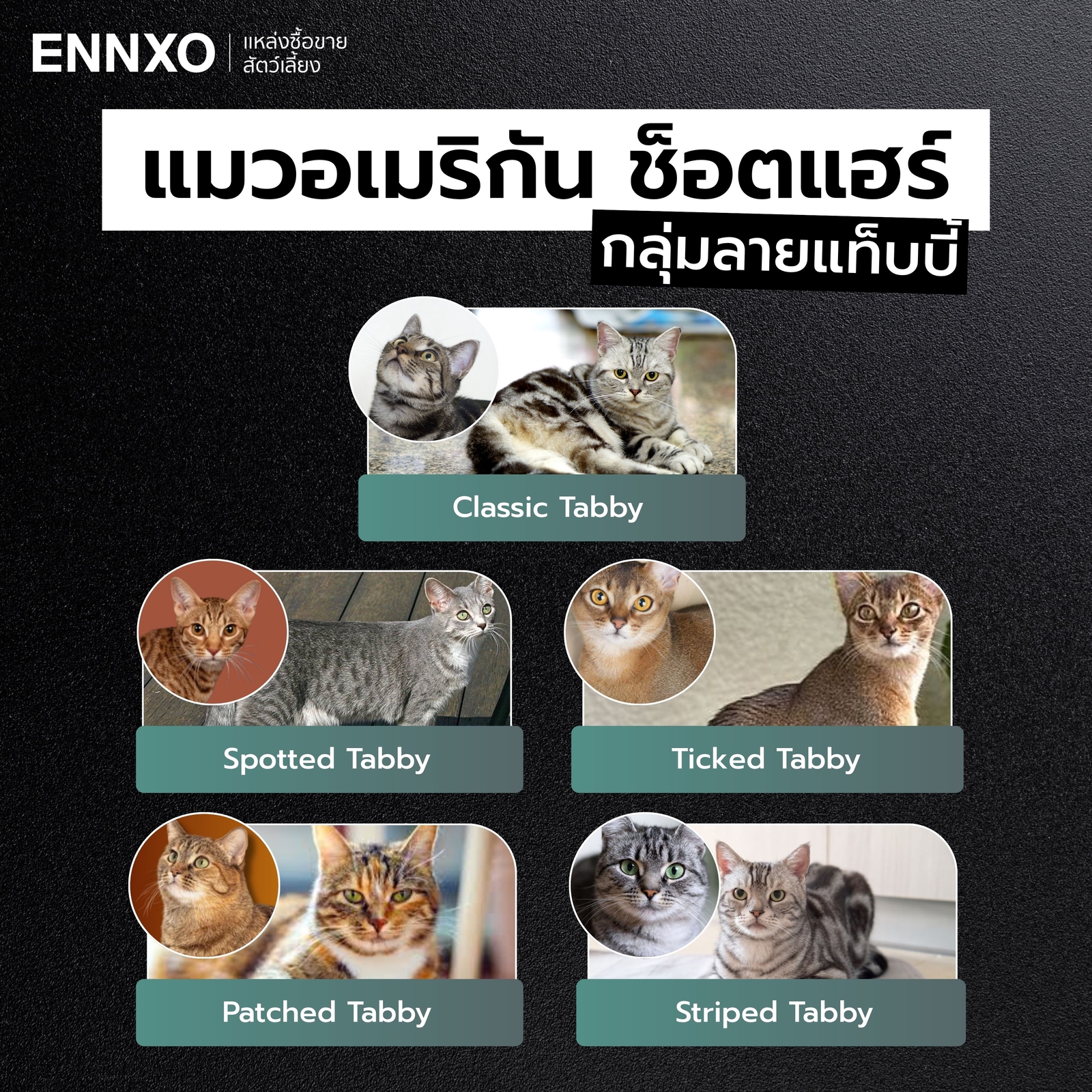 แมวอเมริกันช็อตแฮร์-มีกี่แบบ-กี่ลาย