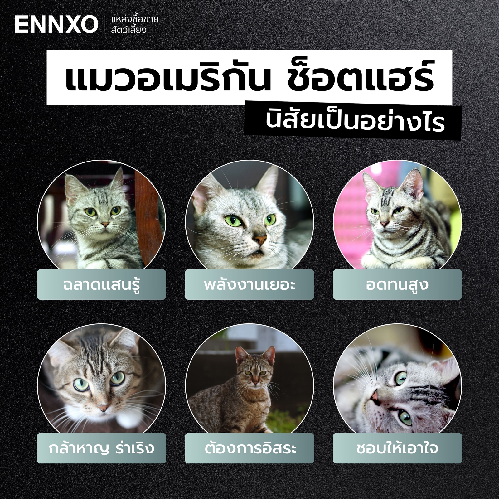 แมวอเมริกันช็อตแฮร์-มีนิสัยอย่างไร