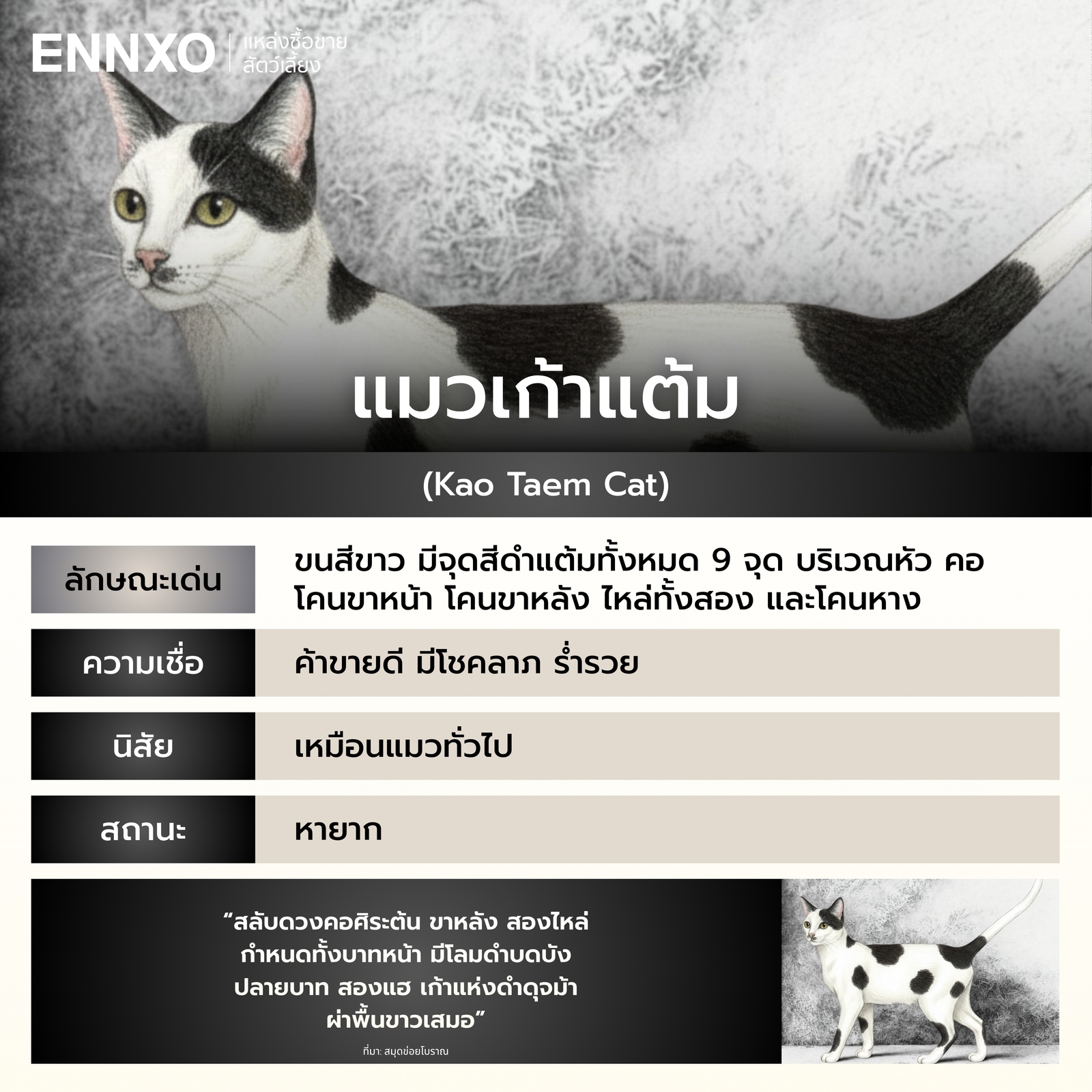 รู้จักแมวเก้าแต้ม แมวไทย