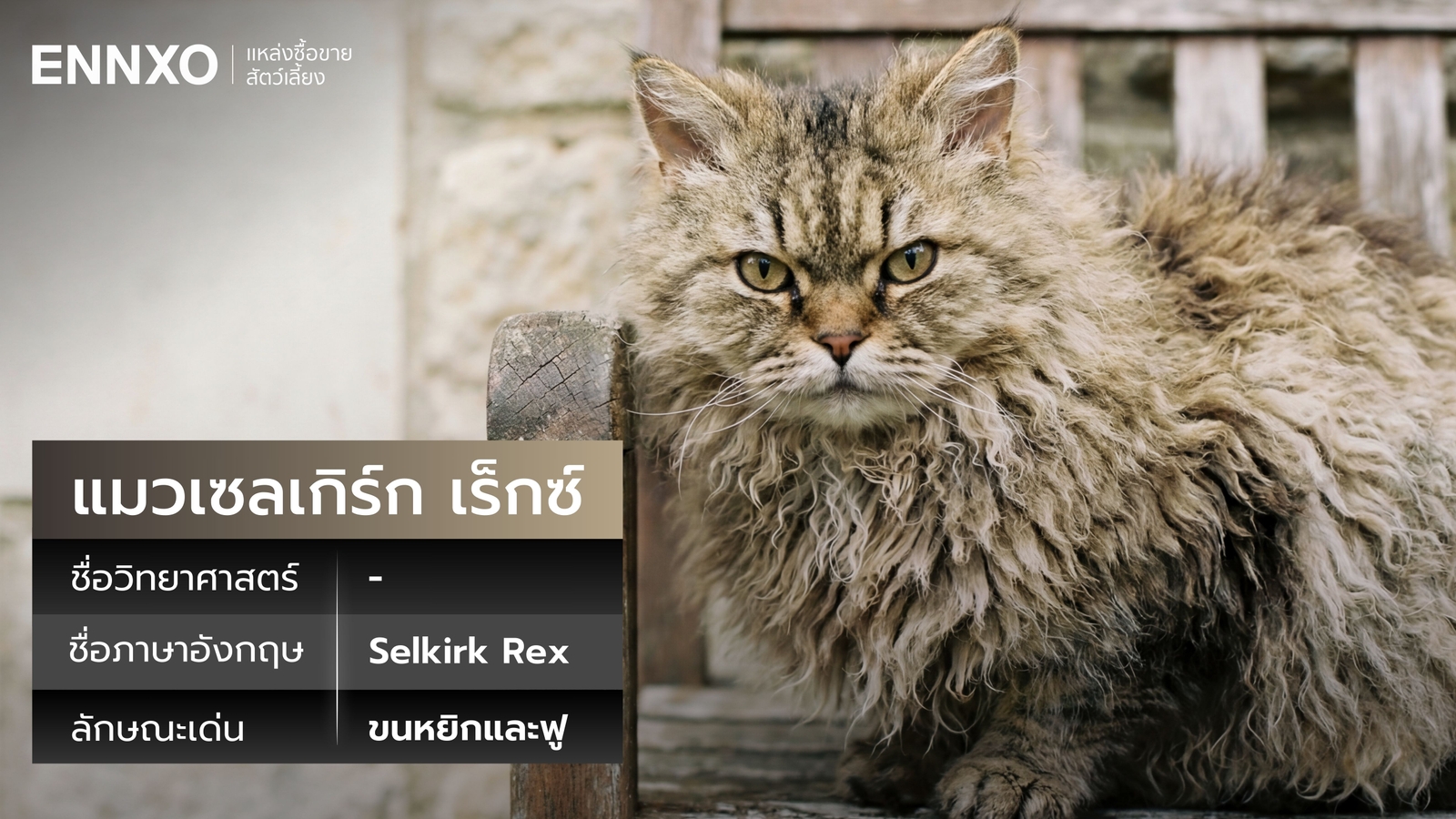 แมวเซลเกิร์ก เร็กซ์ ชื่อภาษาอังกฤษ