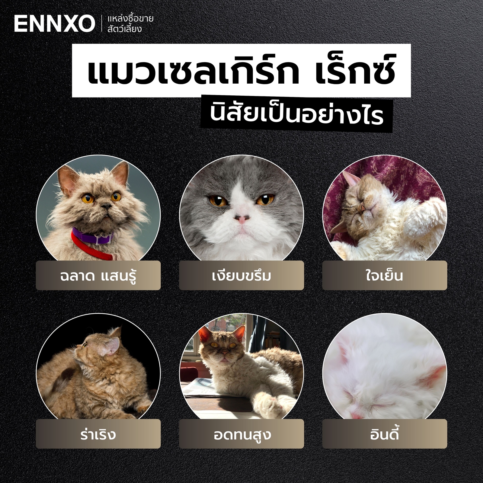 แมวเซลเกิร์ก เร็กซ์ นิสัย