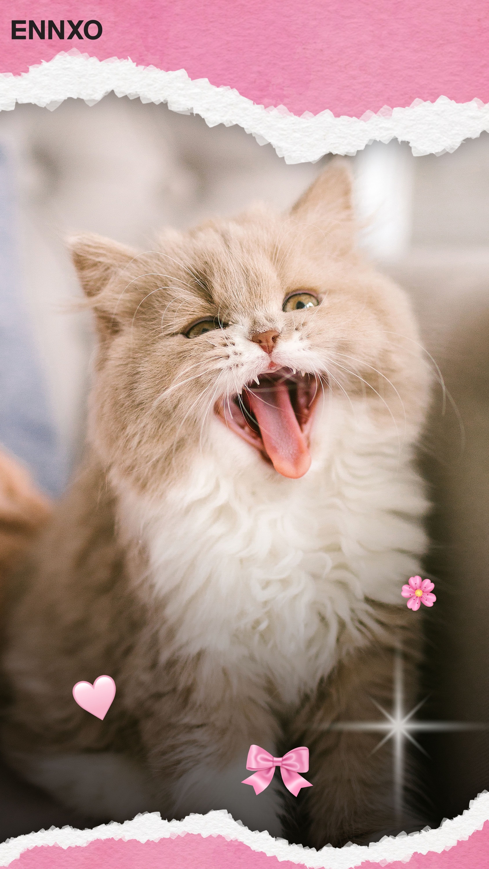 แมวเซลเกิร์ก เร็กซ์ รูปแมวน่ารัก วอลเปเปอร์โทรศัพท์