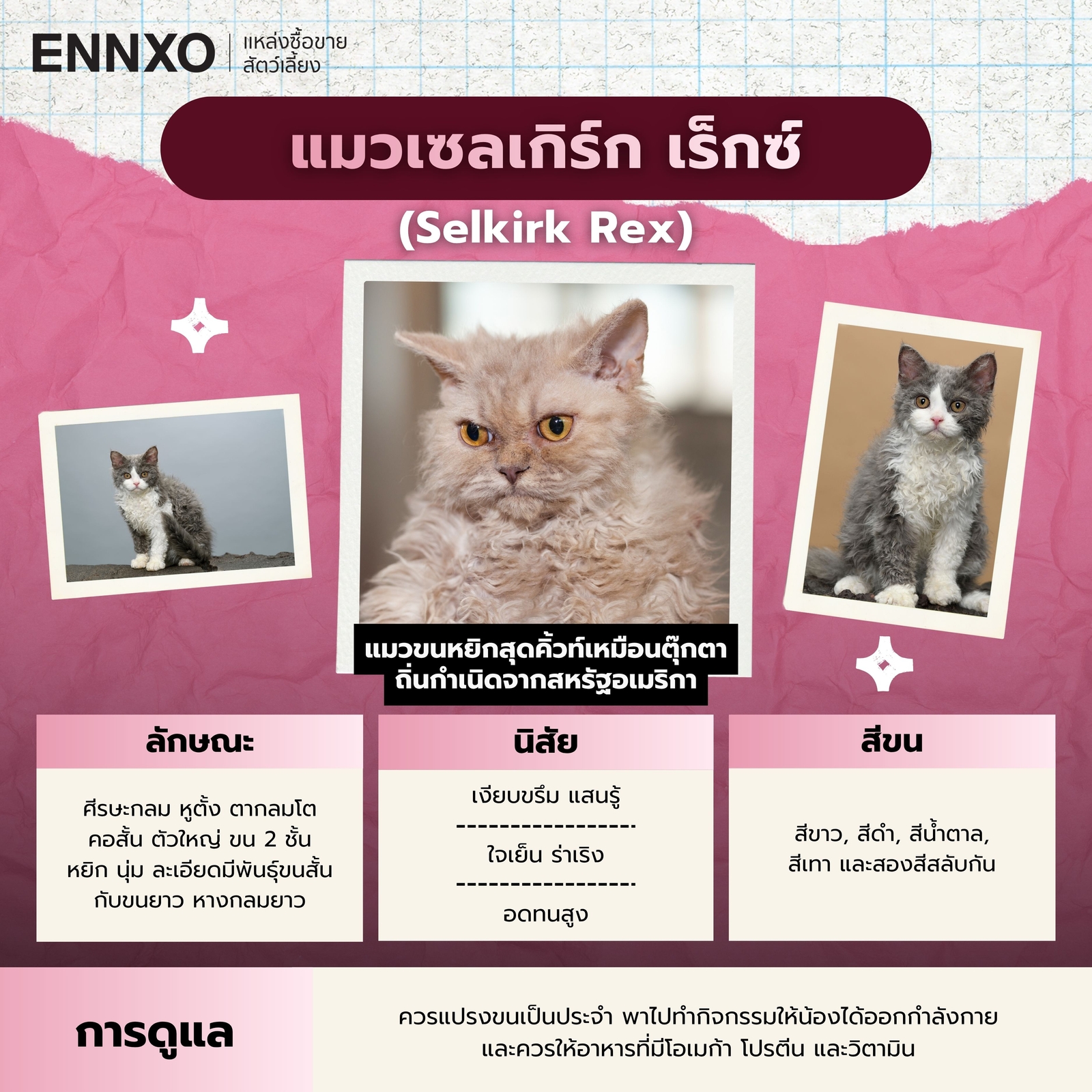 แมวขนหยิกพันธุ์อะไร