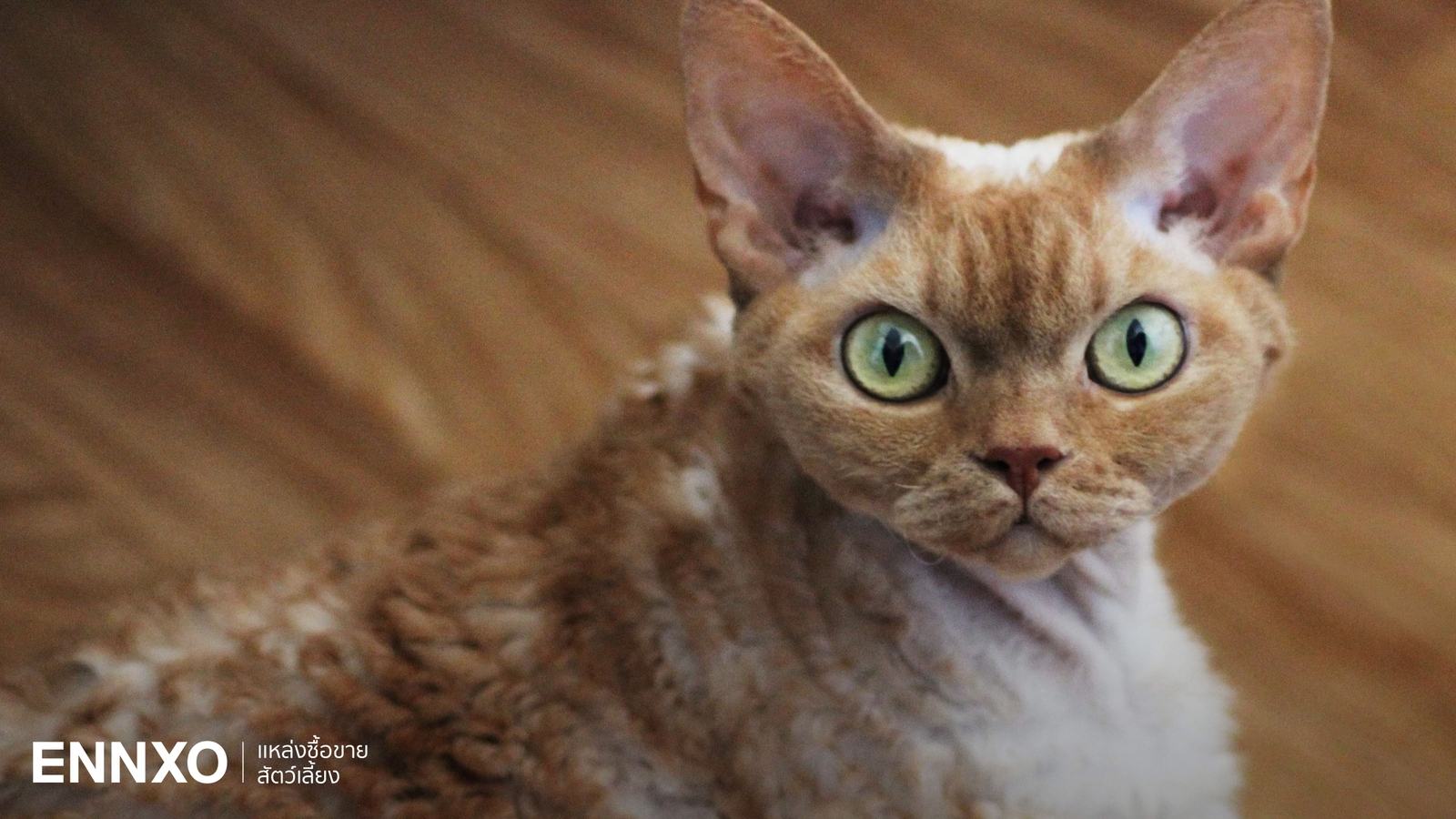 แมวเดวอน เร็กซ์ (Devon Rex) นิสัยยังไง เลี้ยงยากไหม?