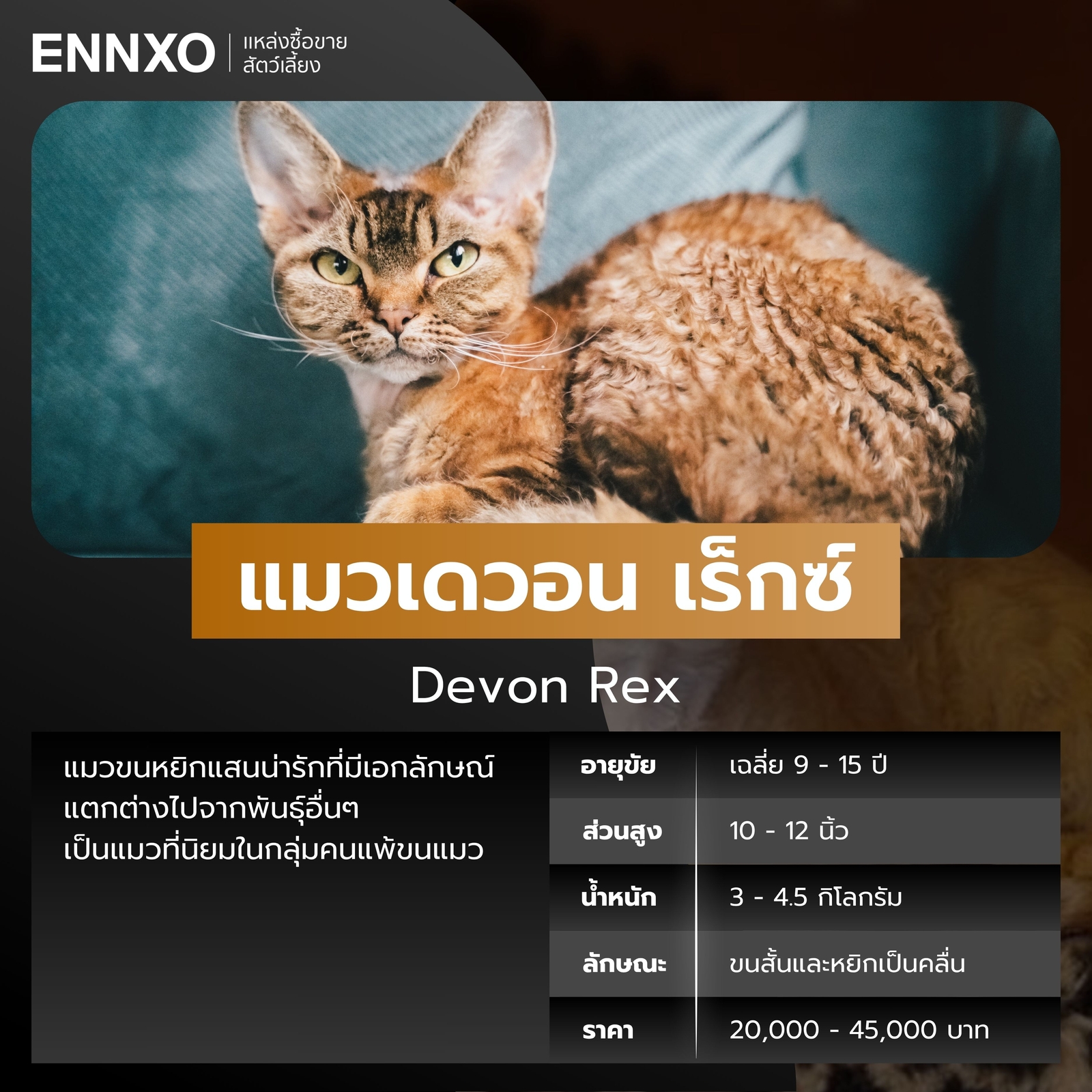 แมวเดวอน-เร็กซ์-สีส้ม