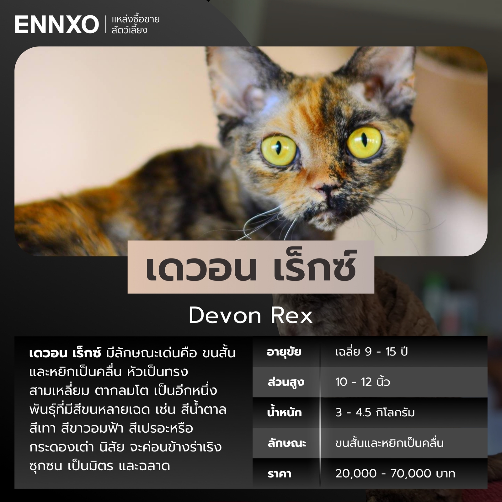 ข้อมูลแมวเดวอน เร็กซ์ สีเปรอะ