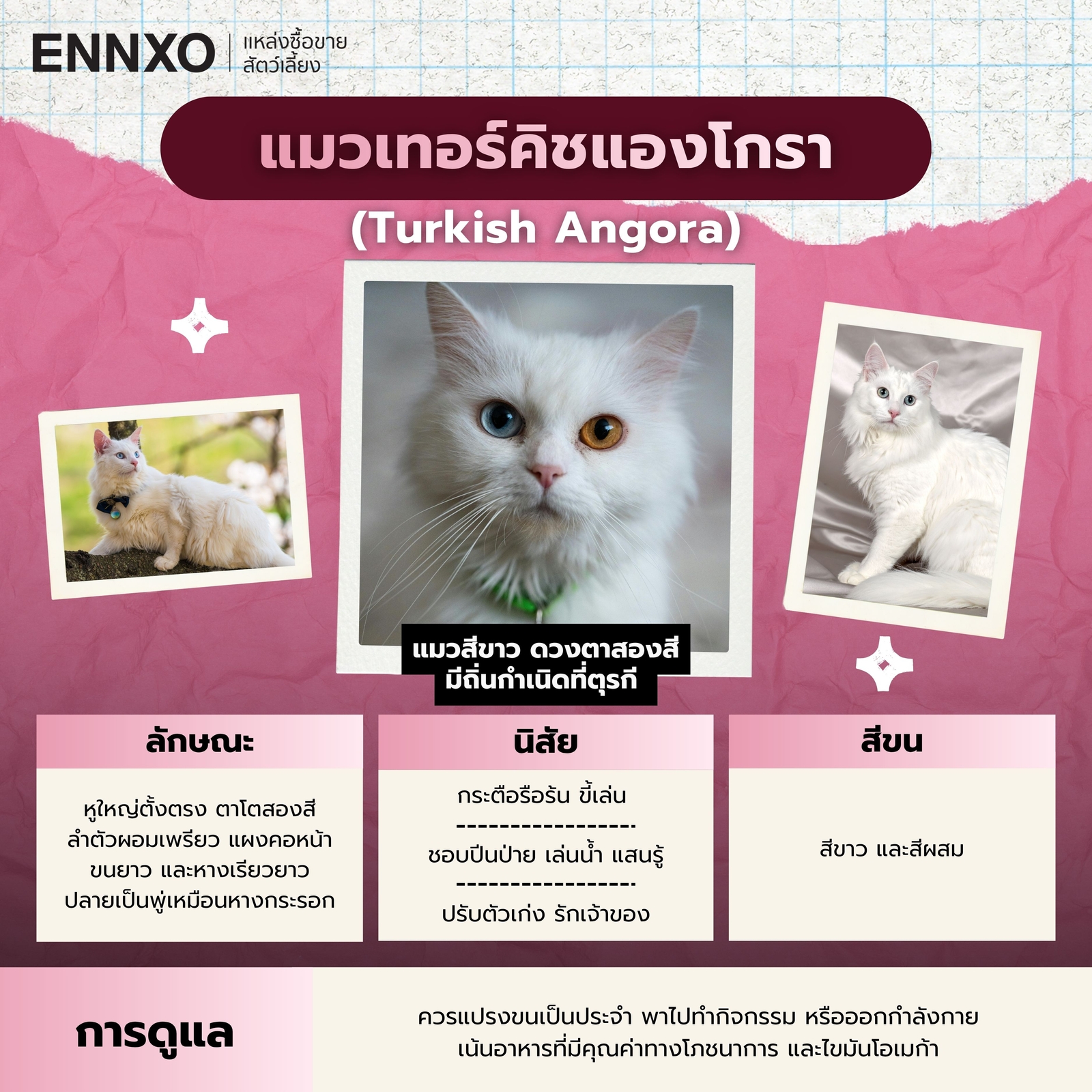 แมวเทอร์คิชแองโกรา นิสัย