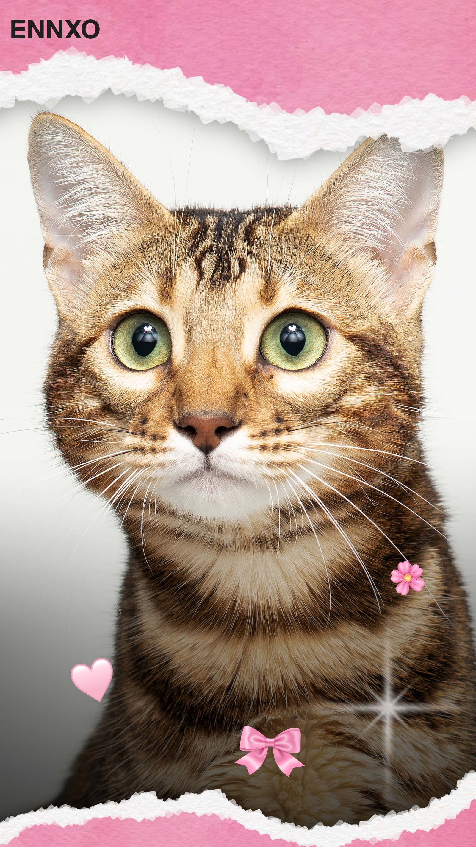 แมวเบงกอล รูปแมวน่ารัก วอลเปเปอร์โทรศัพท์