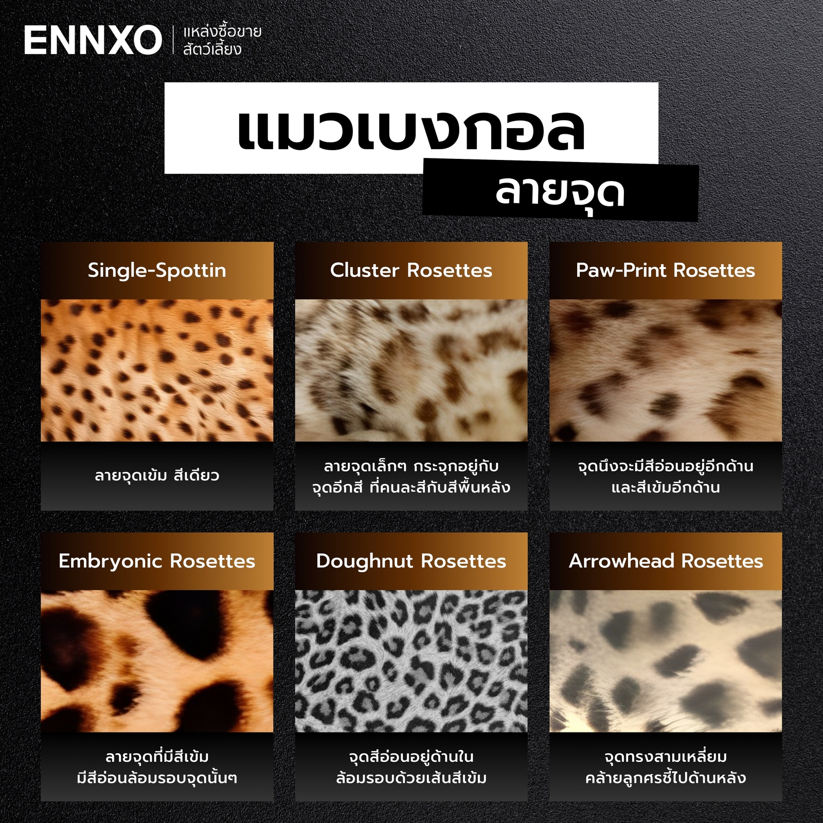 ลวดลายของแมวเบงกอล แบบลายจุด