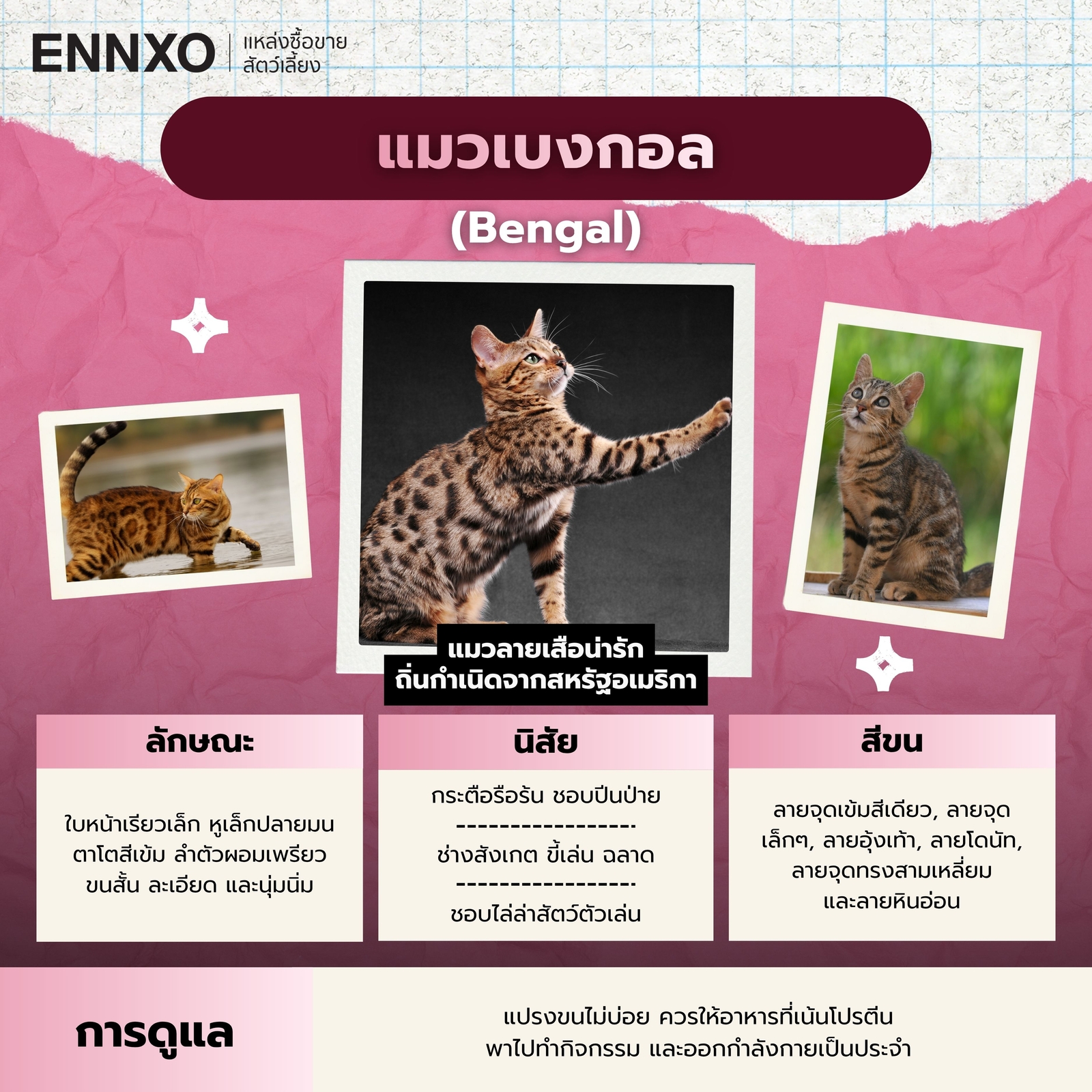 แมวเบงกอล นิสัย