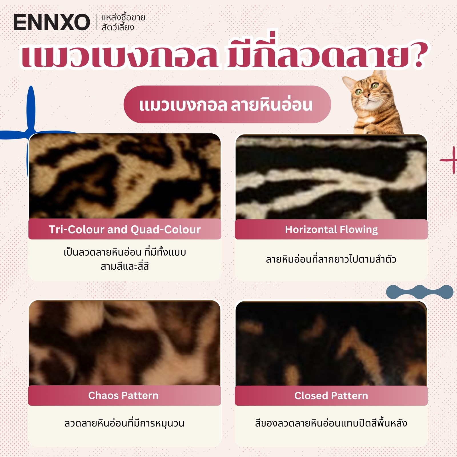 ข้อมูลเกี่ยวกับแมวเบงกอล (Bengal Cat)