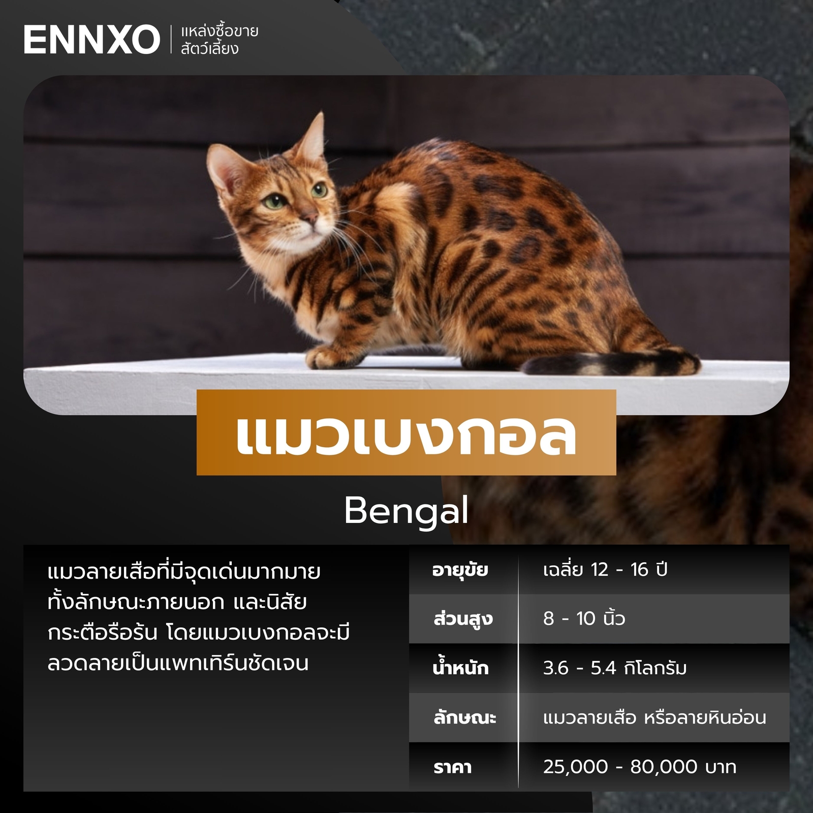 แมวเบงกอลสีส้ม