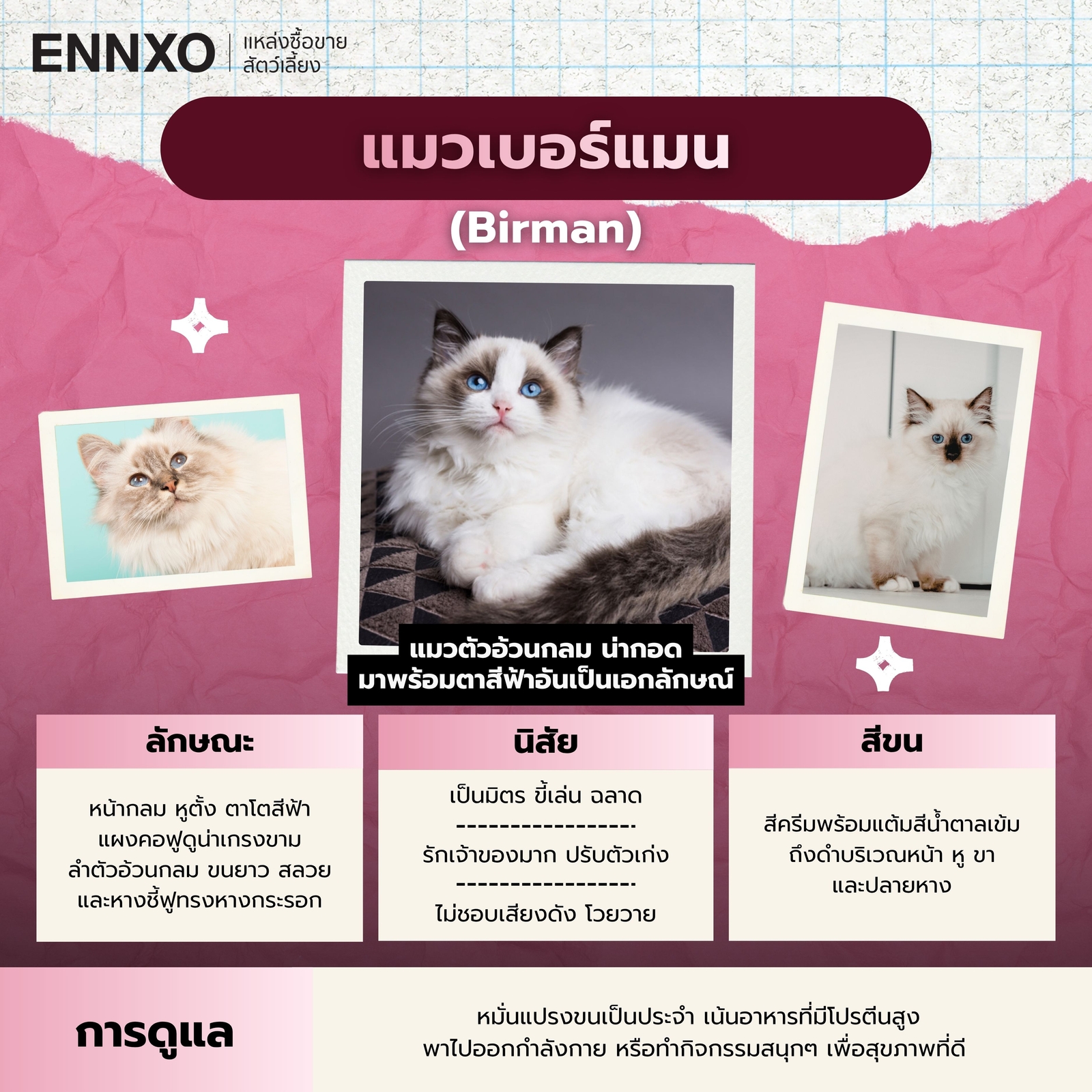 แมวเบอร์แมน นิสัย