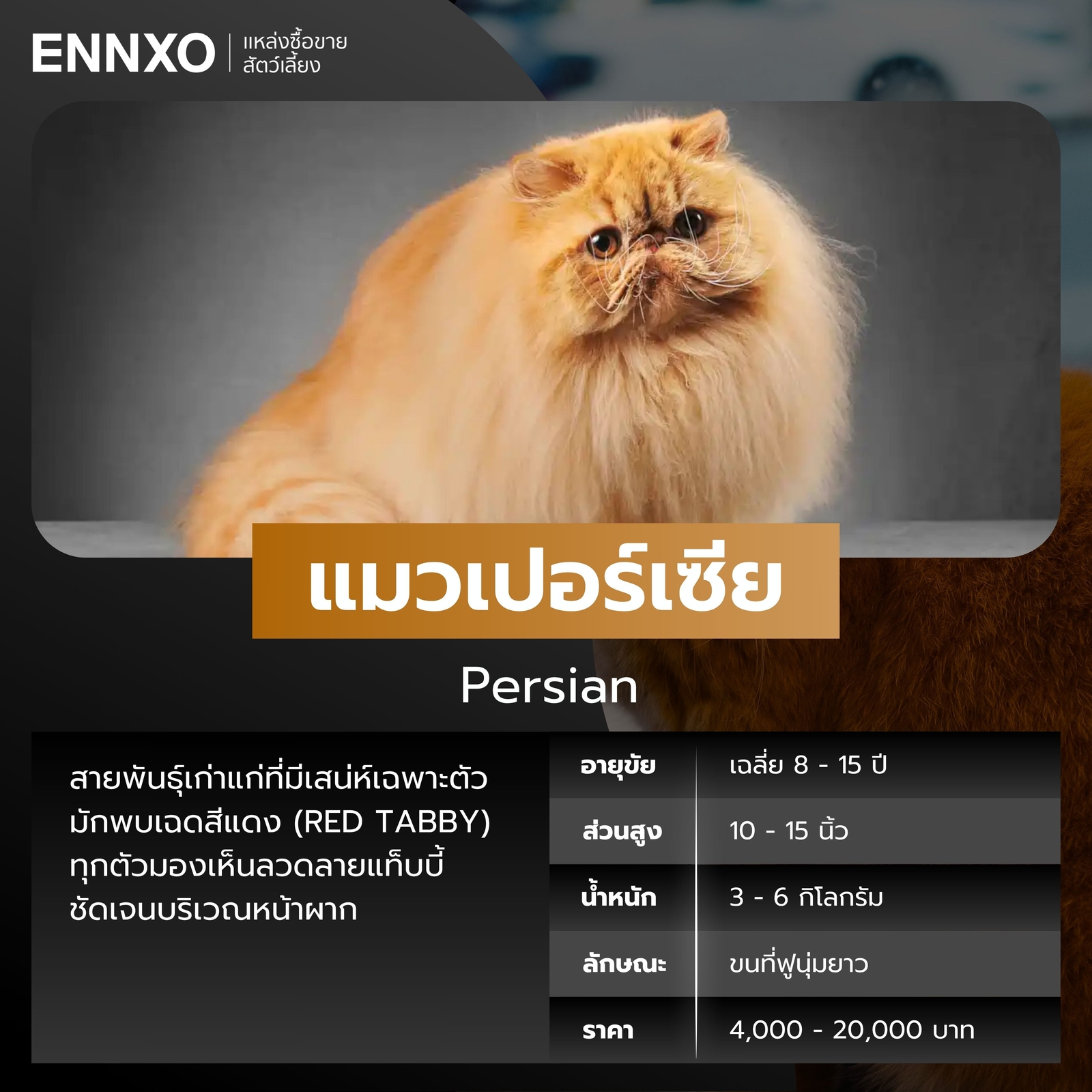 แมวเปอร์เซีย-สีส้ม