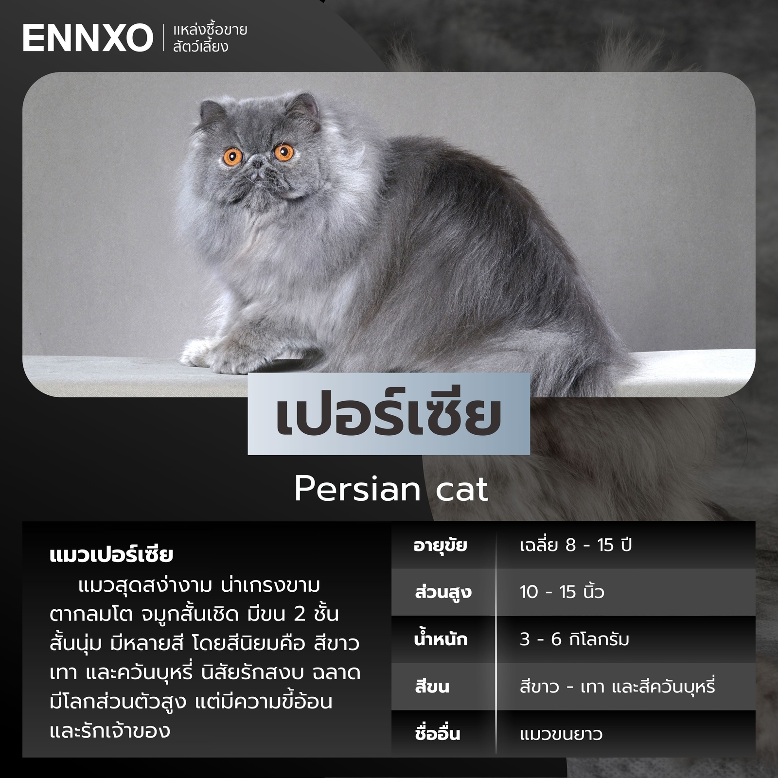 แมวเปอร์เซียสีเทา