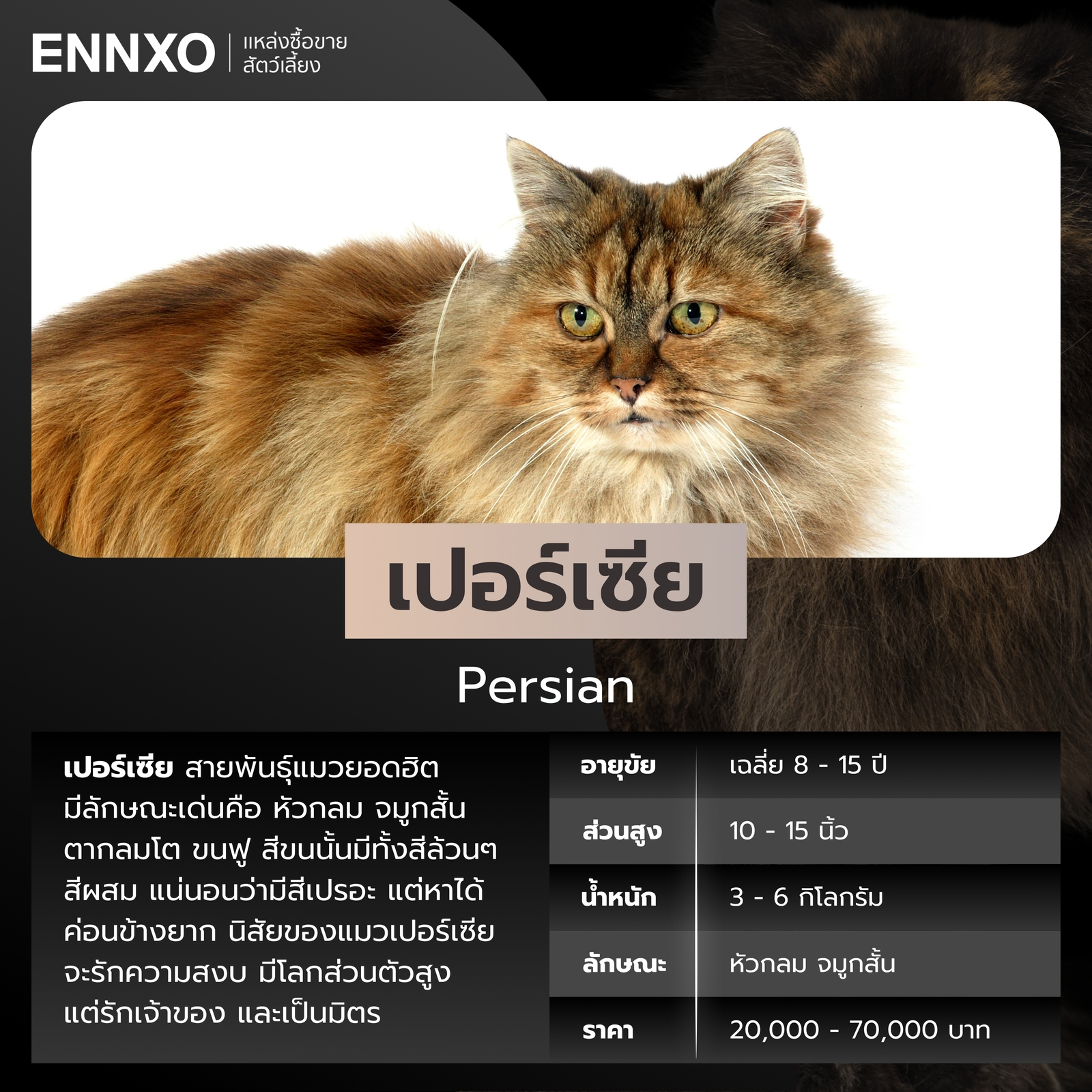 ข้อมูลแมวเปอร์เซีย สีเปรอะ