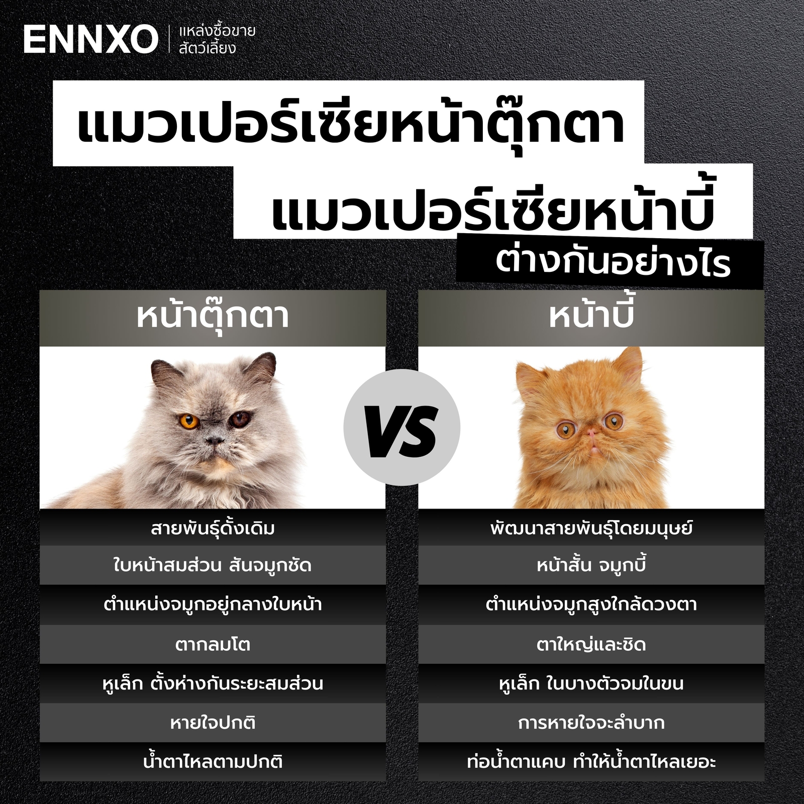 แมวเปอร์เซียหน้าตุ๊กตา กับหน้าบี้ ต่างกันอย่างไร