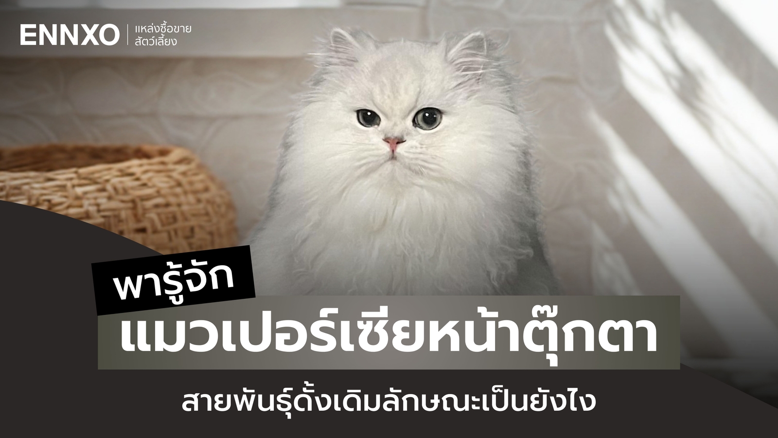 แมวเปอร์เซียหน้าตุ๊กตา คืออะไร ทำความรู้จักเจ้าเหมียวขนฟู