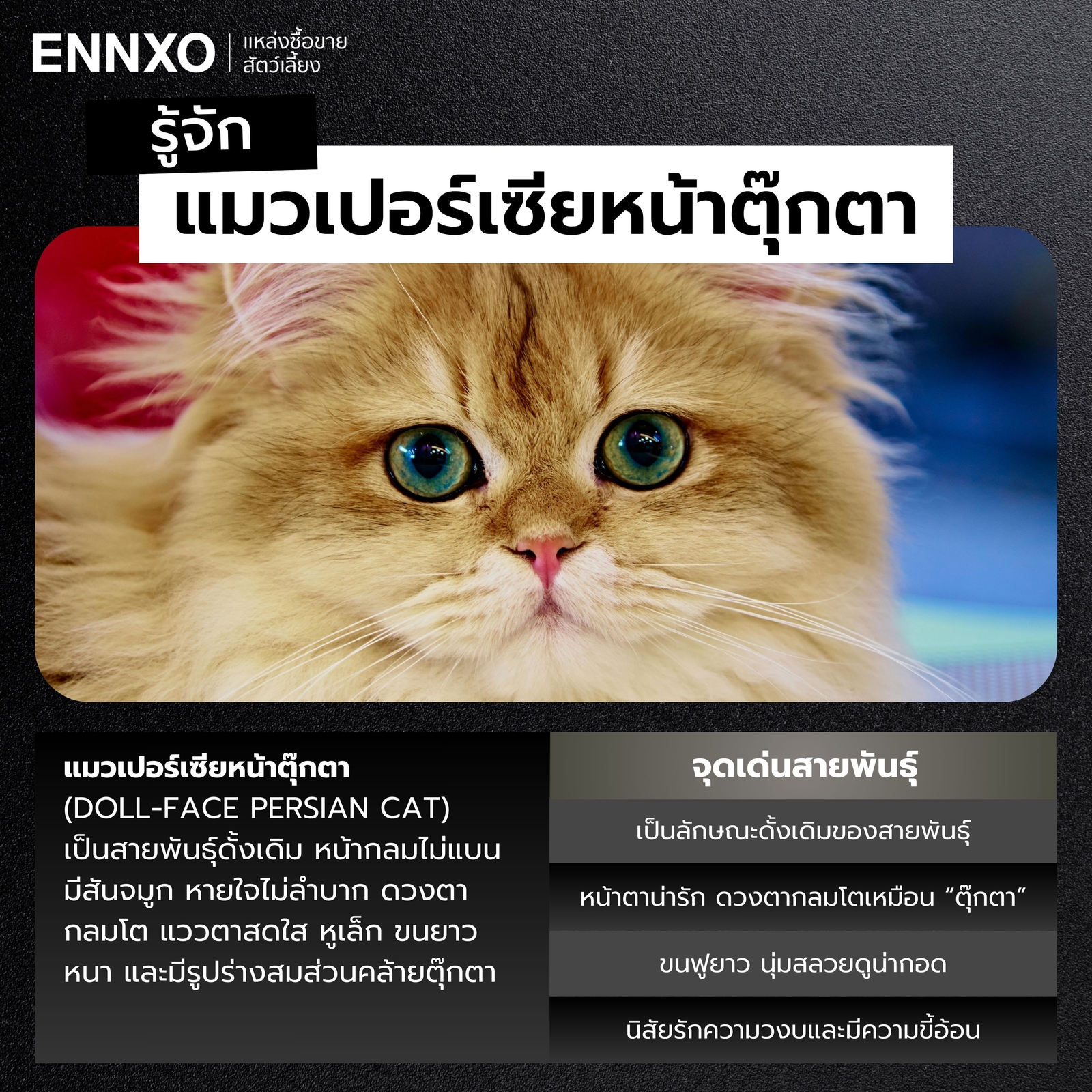 แมวเปอร์เซียหน้าตุ๊กตา ลักษณะเป็นอย่างไร