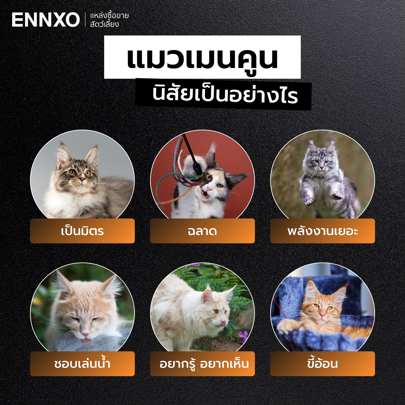 แมวเมนคูน นิสัยดุไหม