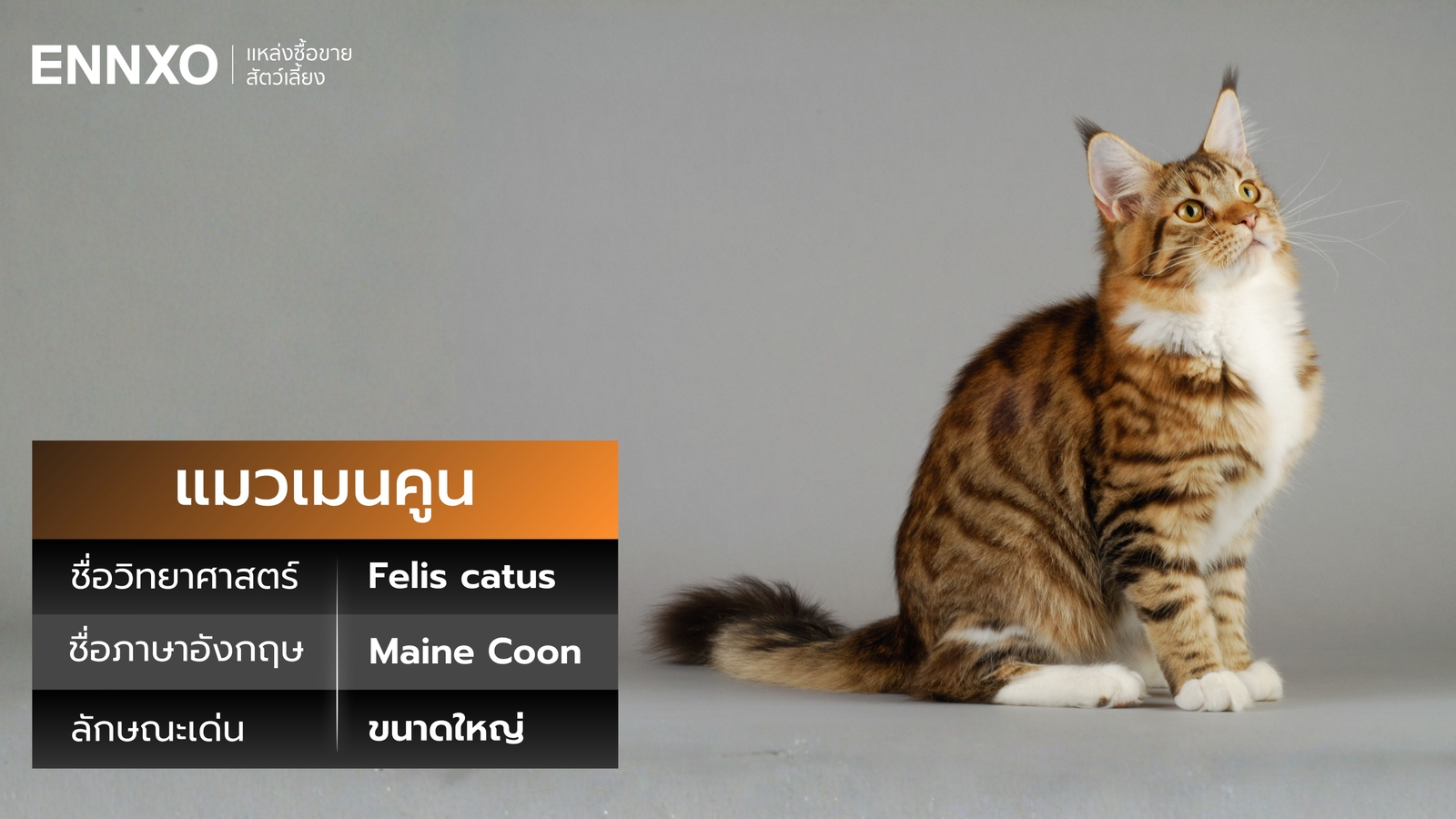 แมวเมนคูน ภาษาอังกฤษ